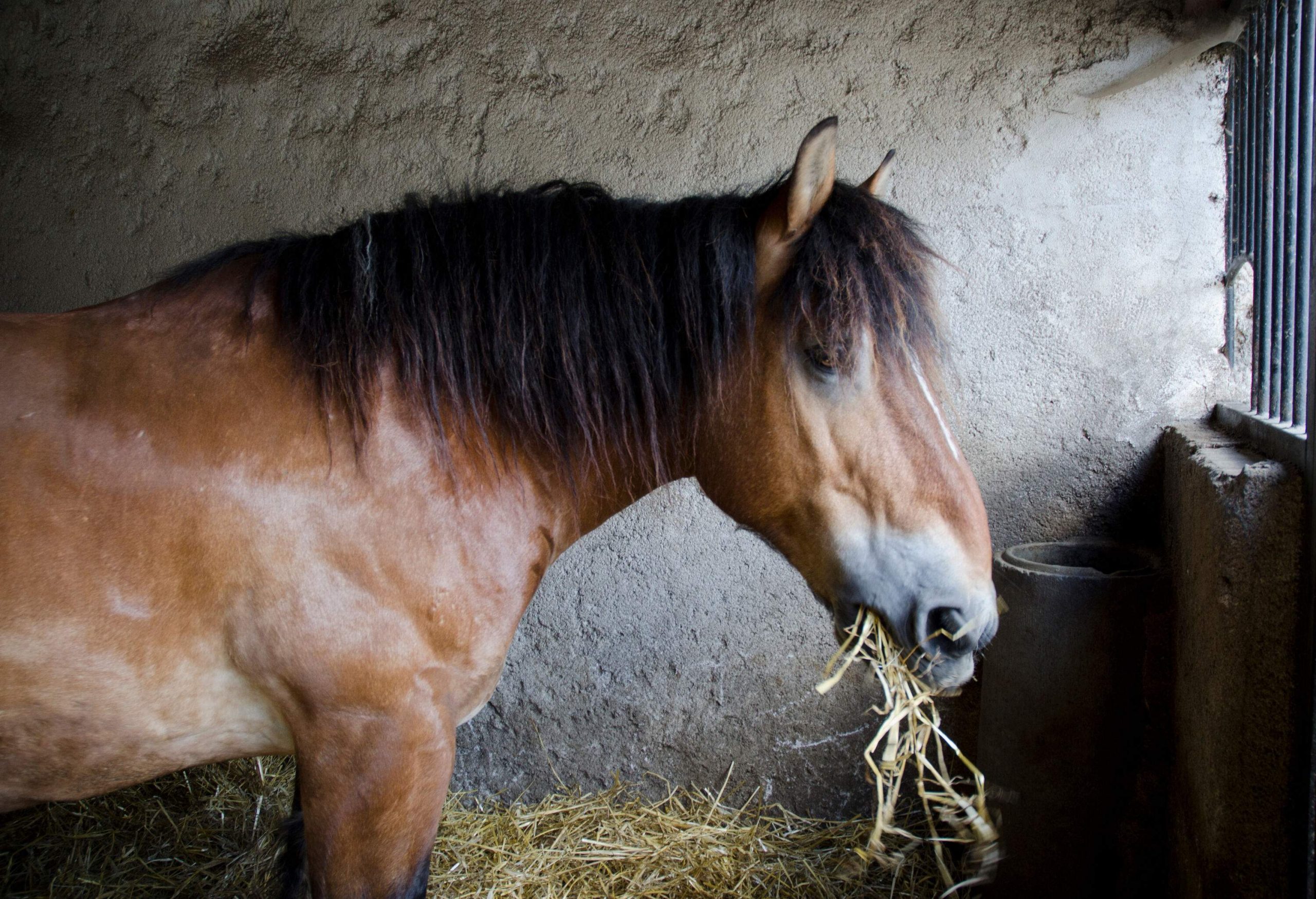 A brown horse with a long mane munches on hay within the barn.