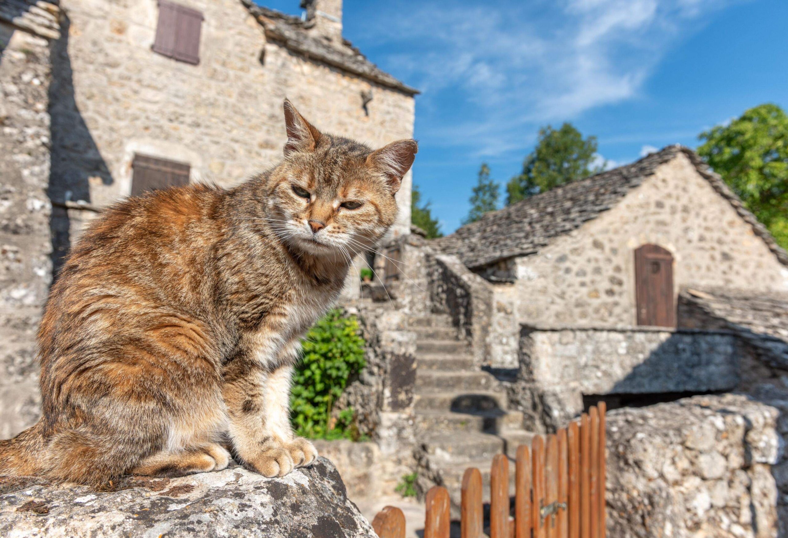 a cat in a french village
