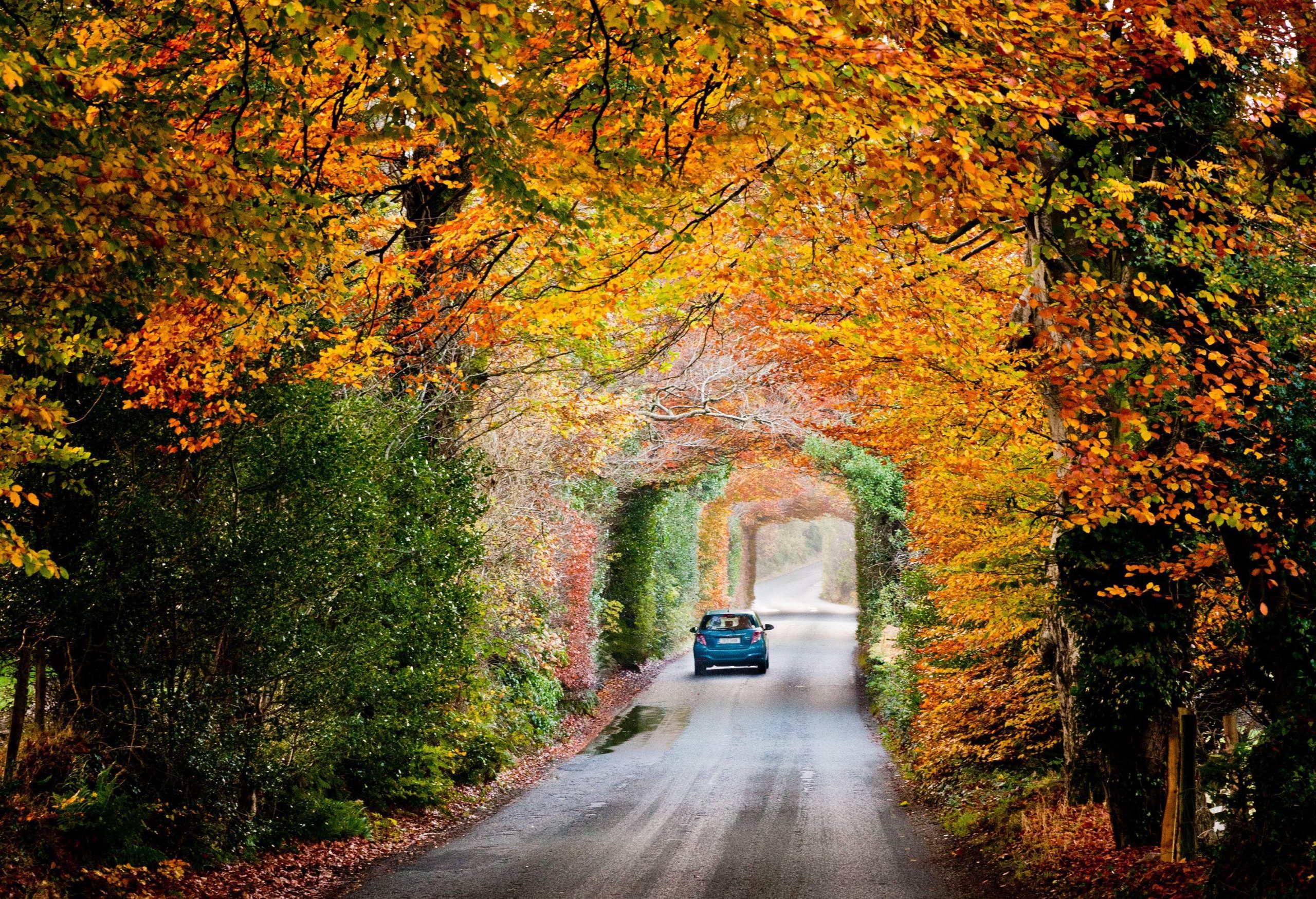 A blue car passing through a tunnel of autumn trees with yellow, red, and orange shades.