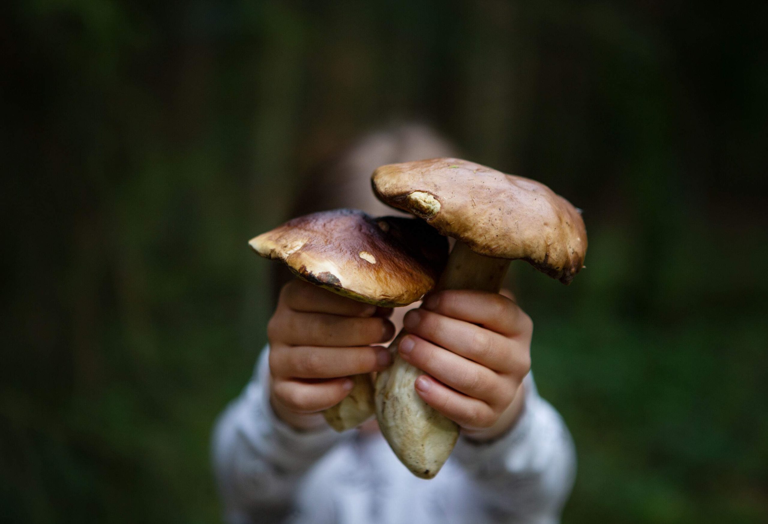 A person holding up two mushrooms in the woods.
