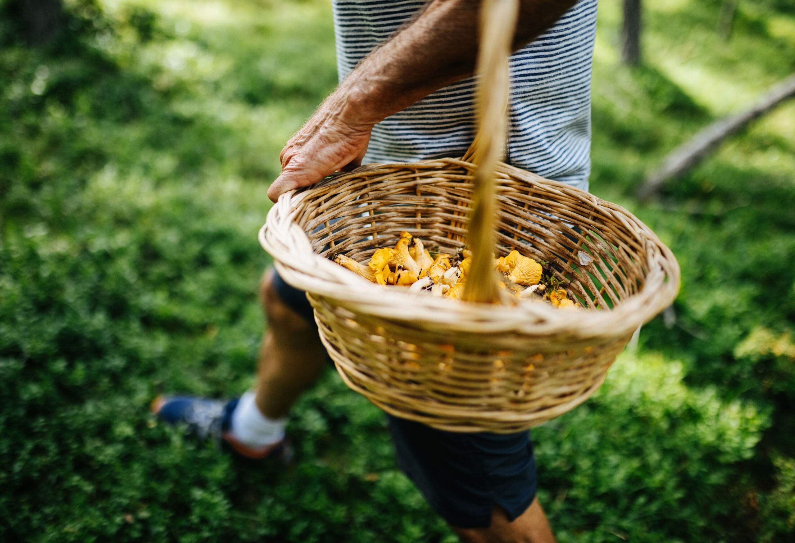 An elderly person holding a straw basket half-full of mushrooms.