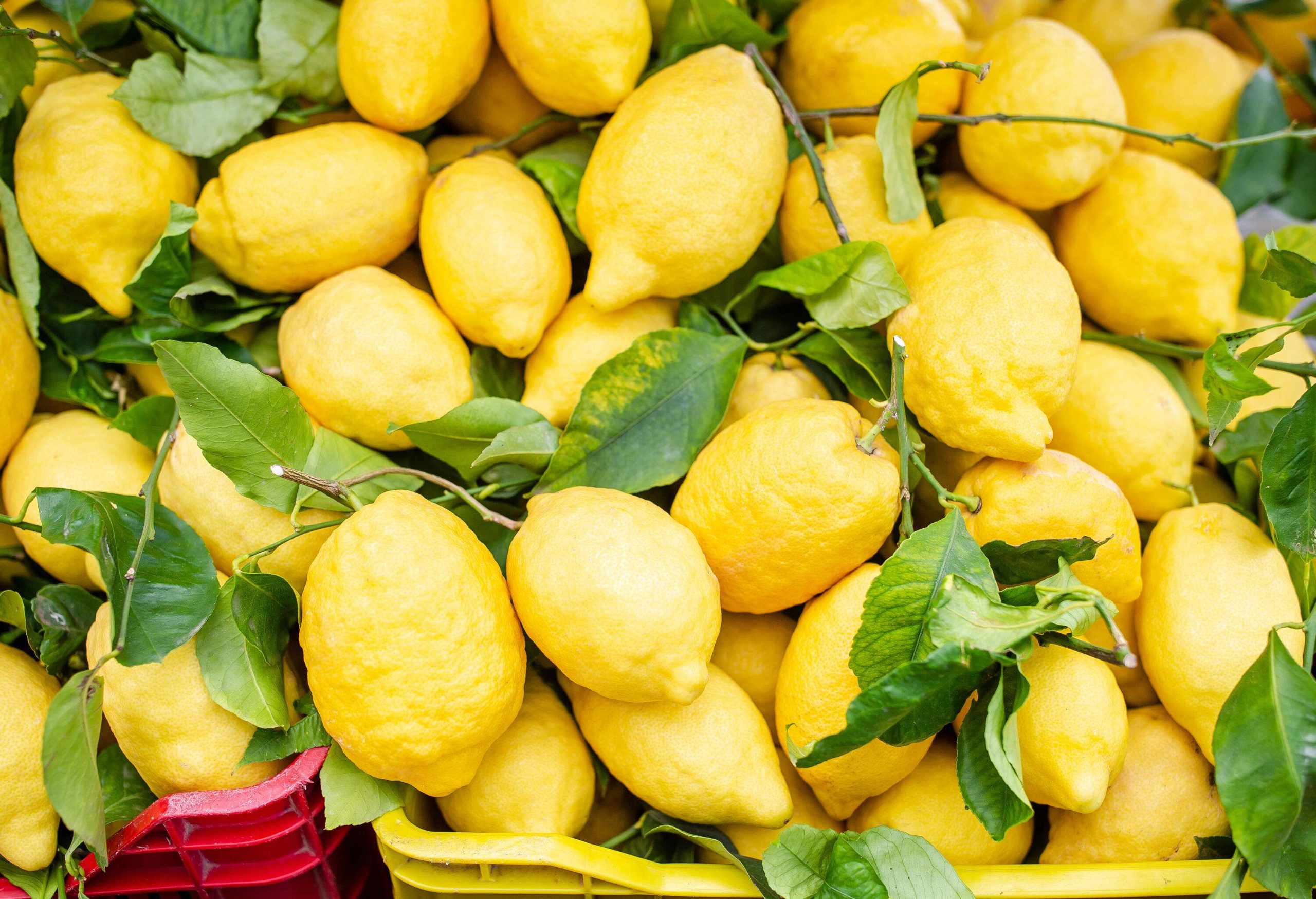 A sunlit plastic basket overflows with bright, freshly-picked lemons, their leaves and branches still attached.