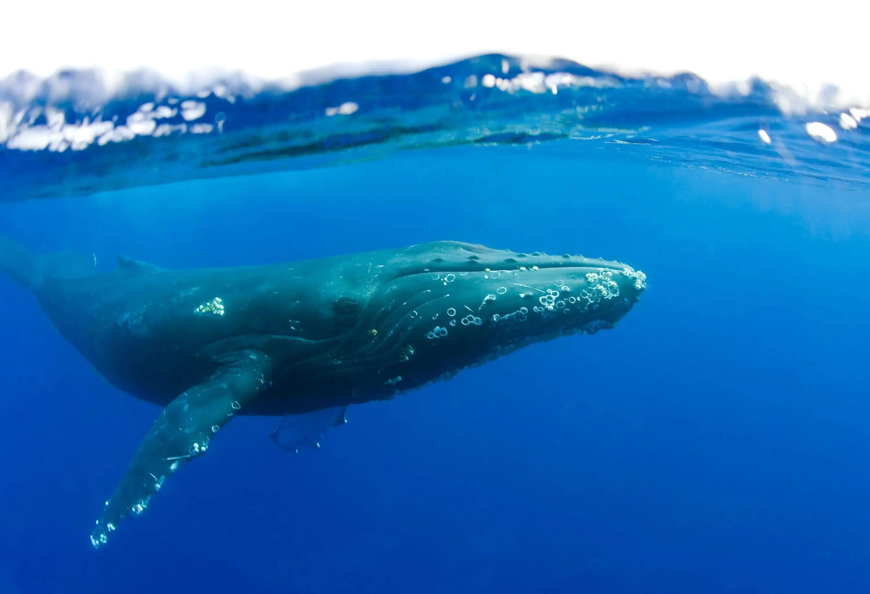 A humpback whale swimming on a big blue ocean.