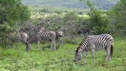 Hôtels à Hluhluwe