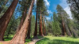 Locations de vacances - Parc national de Sequoia