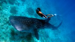 Vol Maldives : Trouvez un billet d’avion pas cher pour Maldives