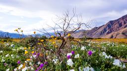 Hôtels à Borrego Springs