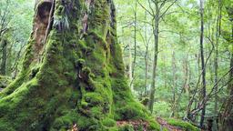 Annuaire des hôtels à Yakushima