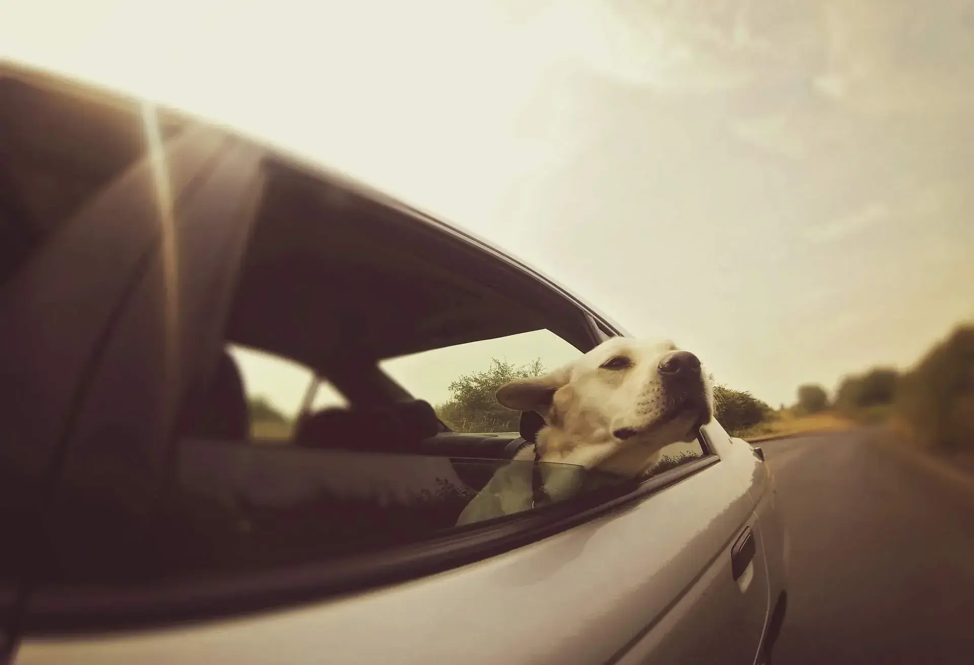 THEME_PETS_CAR_Labrador_GettyImages-187949473