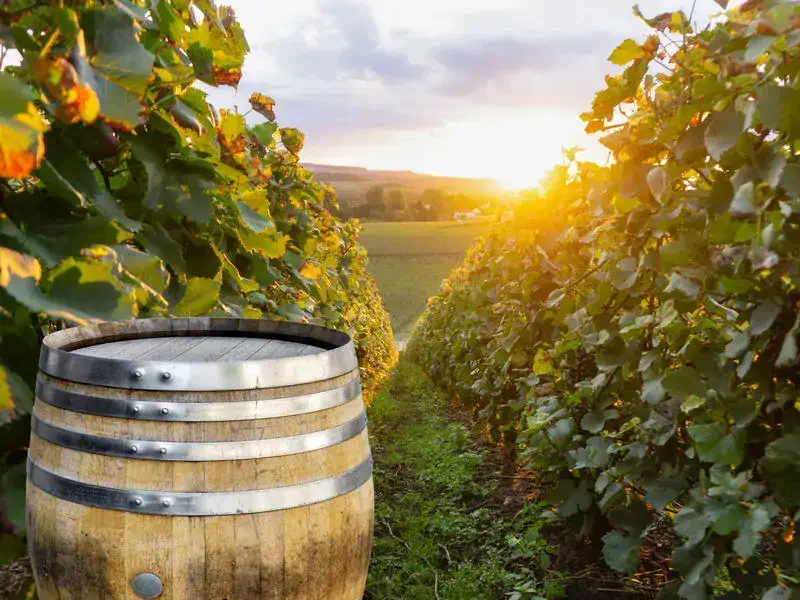 Champagne vineyards with old wooden barrel on row vine green grape in champagne vineyards background at montagne de reims, France
