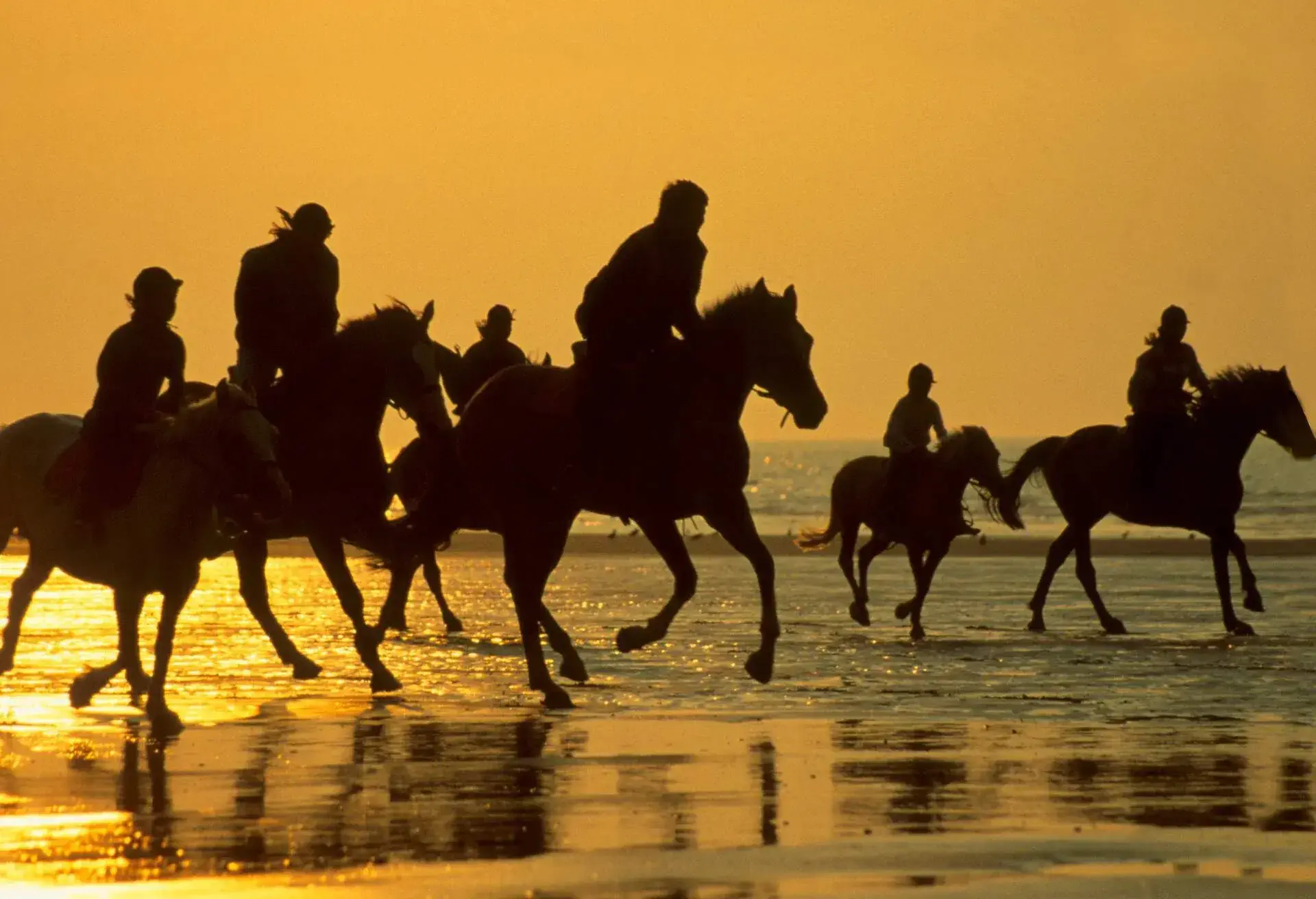horses riding