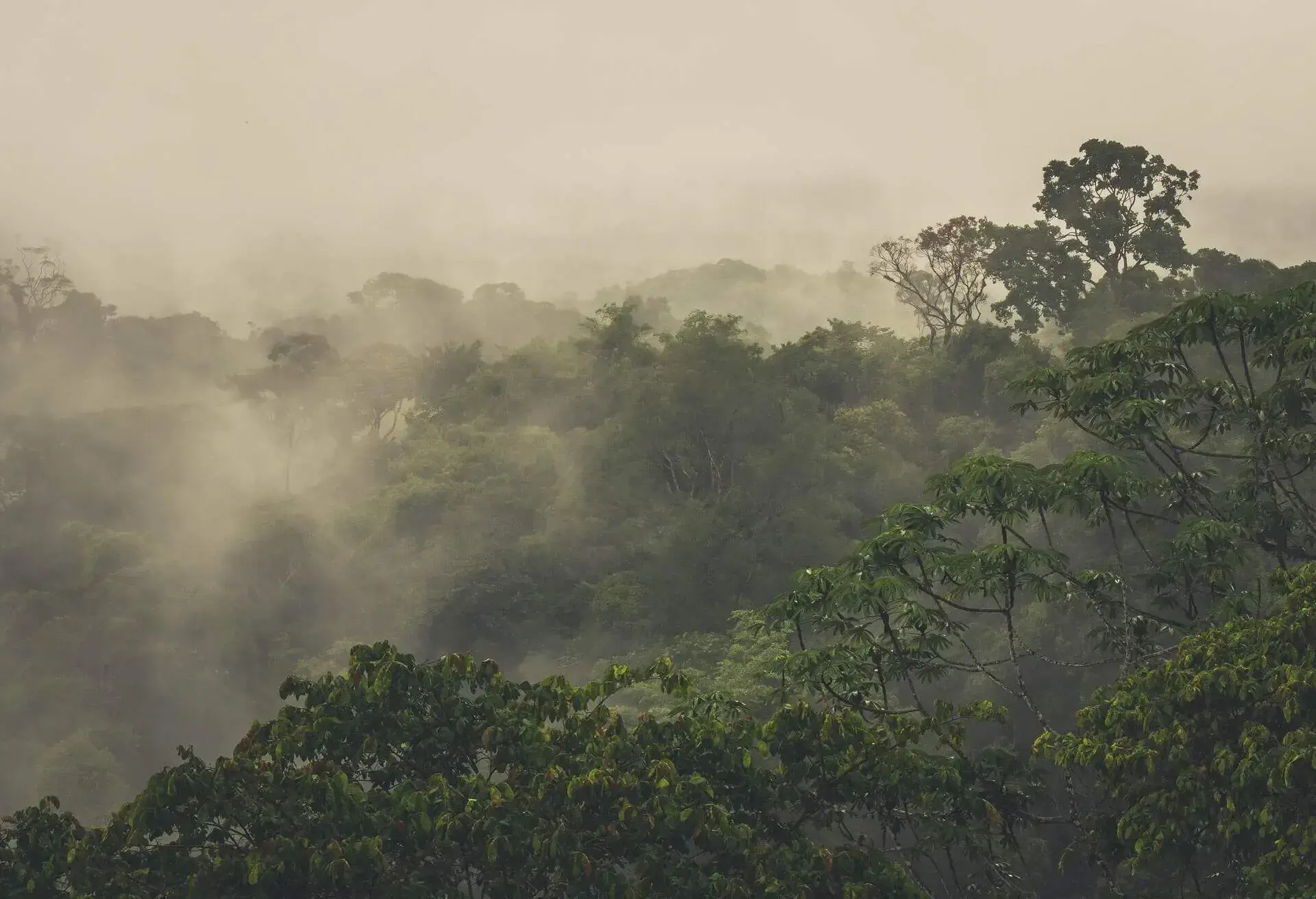 french guinea amazon forest
