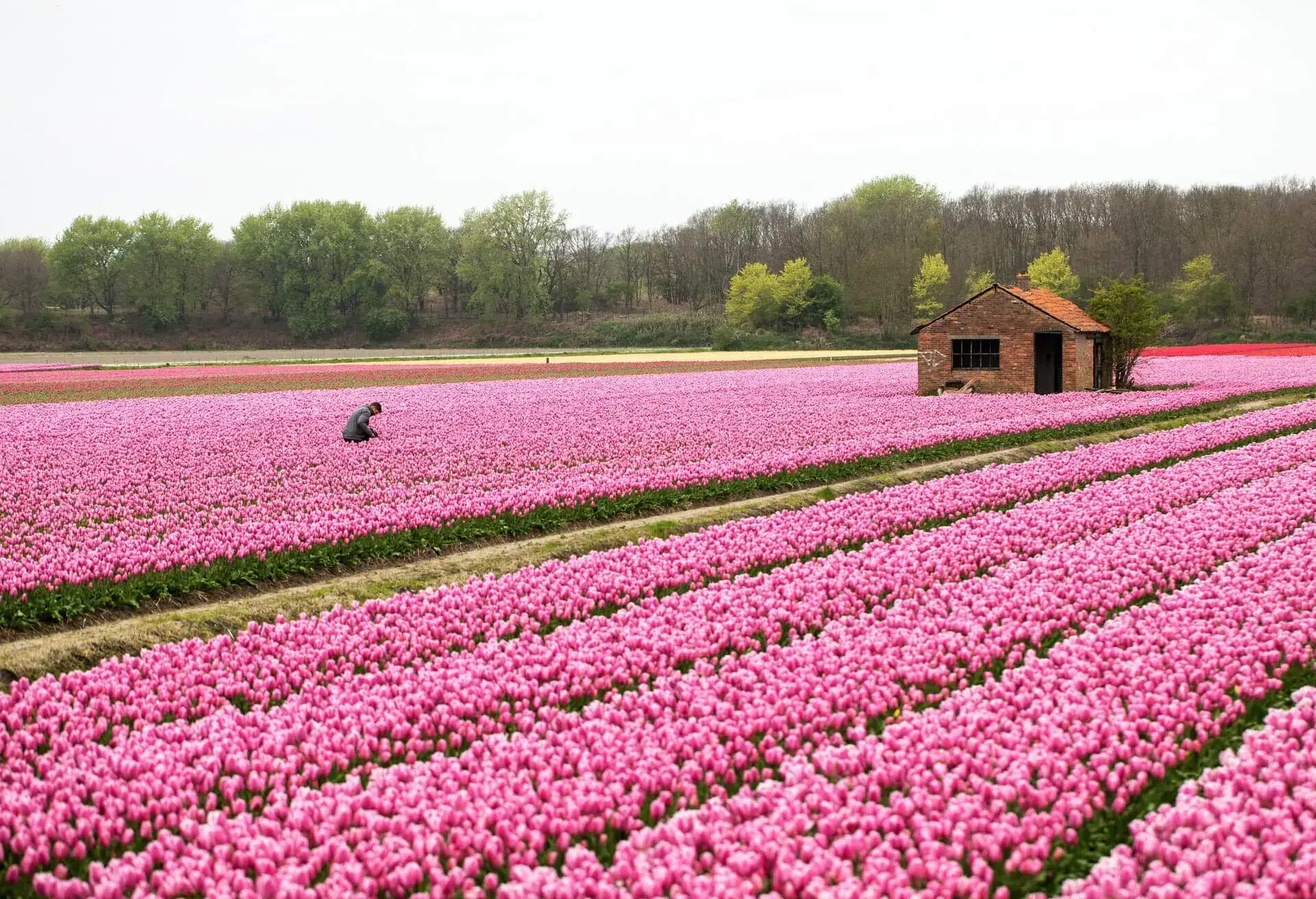 netherlands tulips bollenstreek