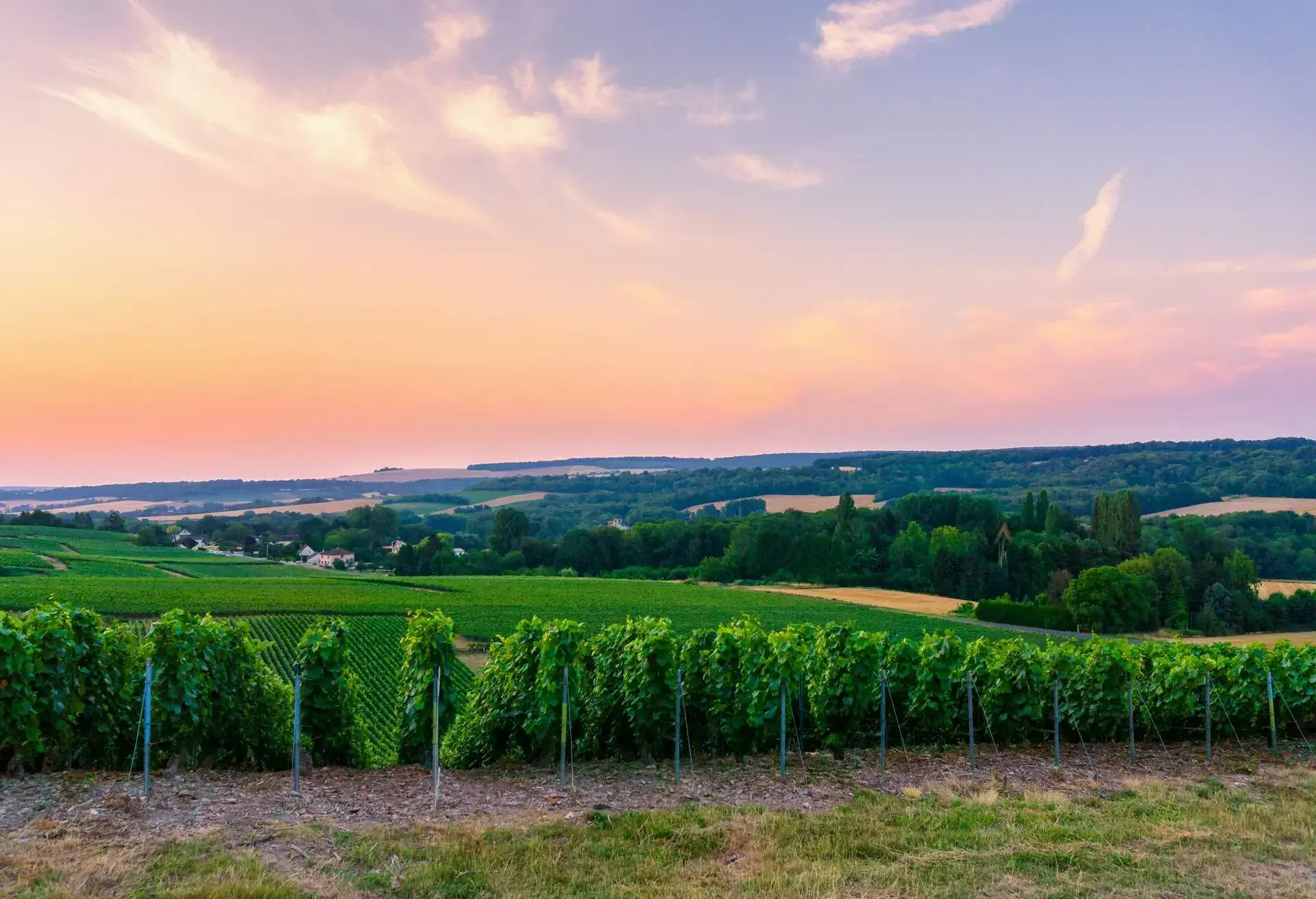 Row vine green grape in champagne vineyards at montagne de reims, Reims, France