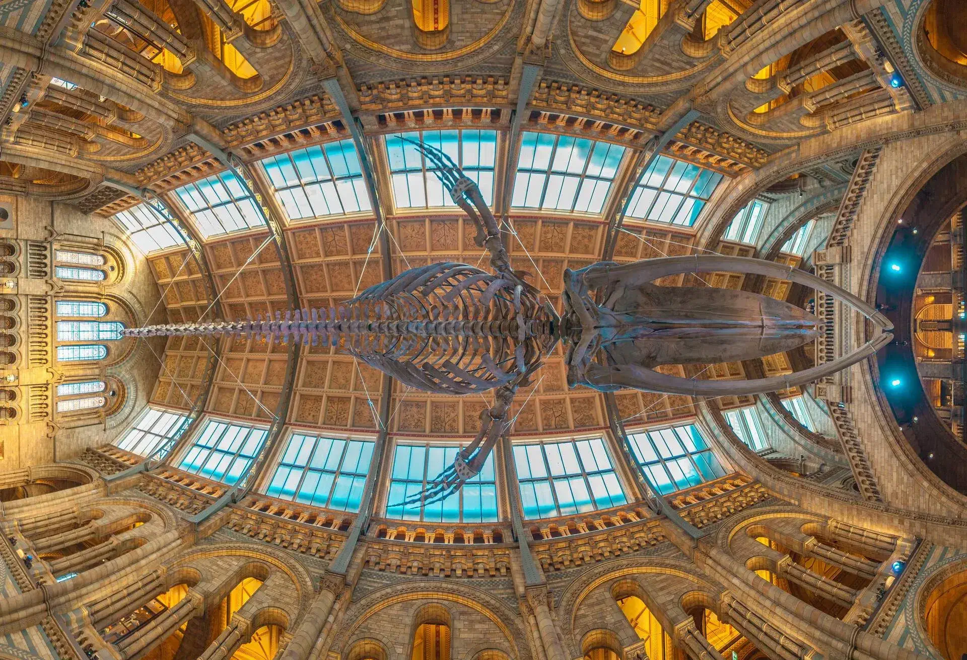 DEST_UK_LONDON_NATURAL-HISTORY-MUSEUM_BLUE-WHALE-SKELETON_shutterstock-portfolio_1105006139