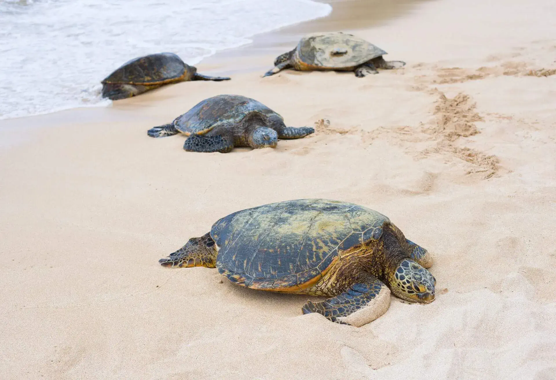 dest_usa_hawaii_oahu_turtle-bay_shutterstock-portfolio_149287097_universal_within-usage-period_61859