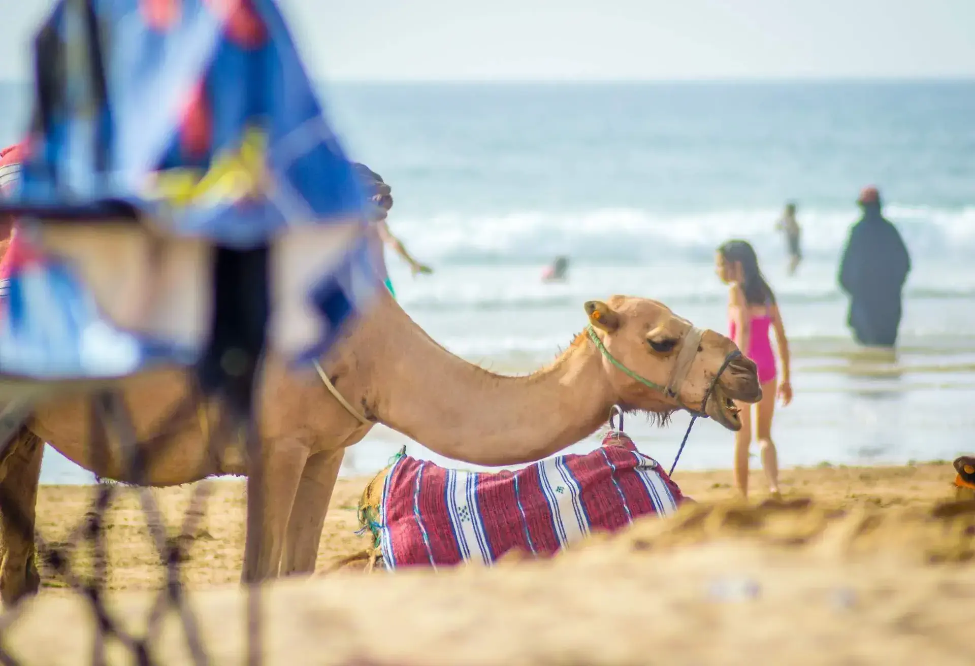 Tangier beach in summer; Shutterstock ID 1153523140; Purpose: ; Brand (KAYAK, Momondo, Any):