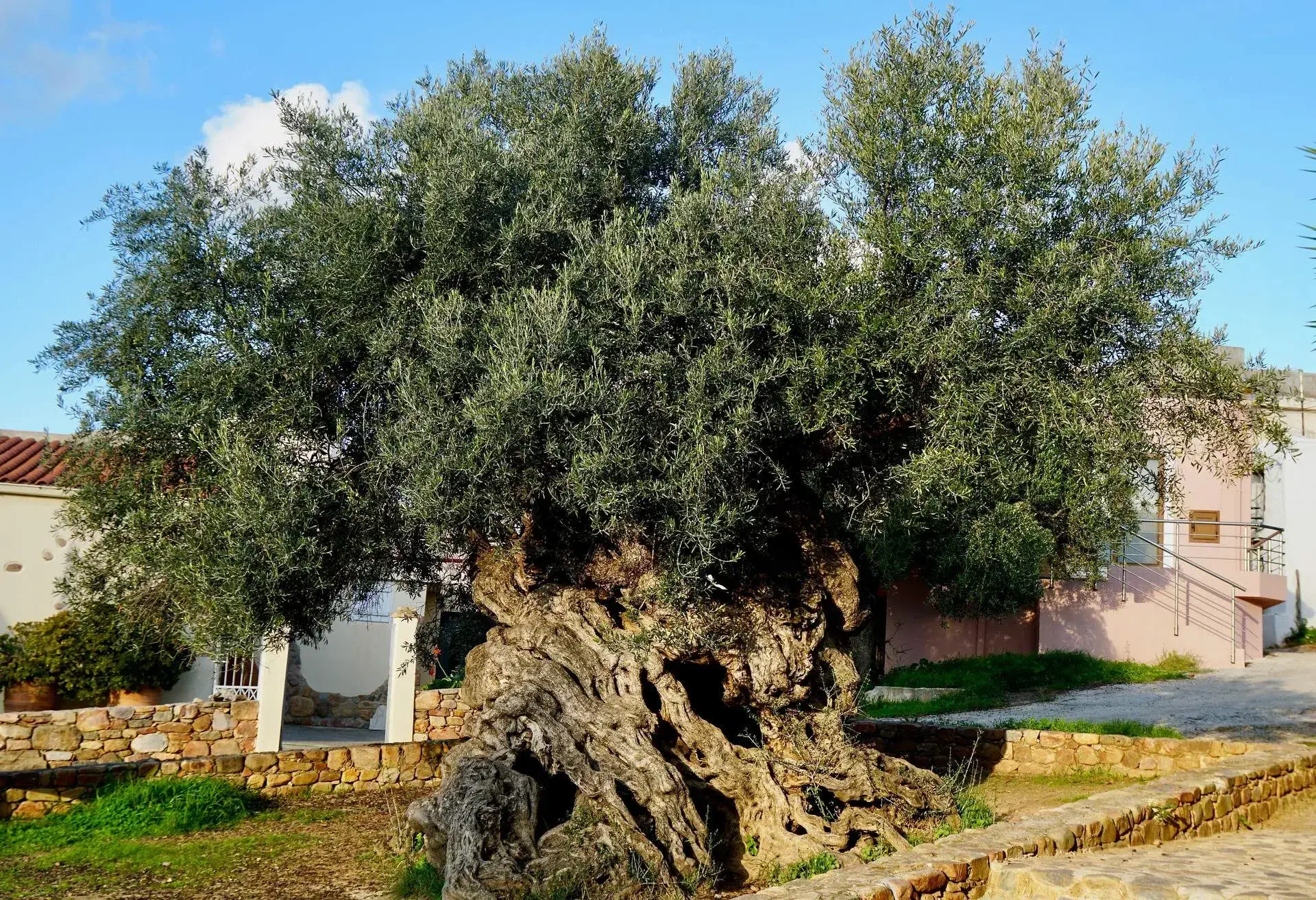 olive-tree