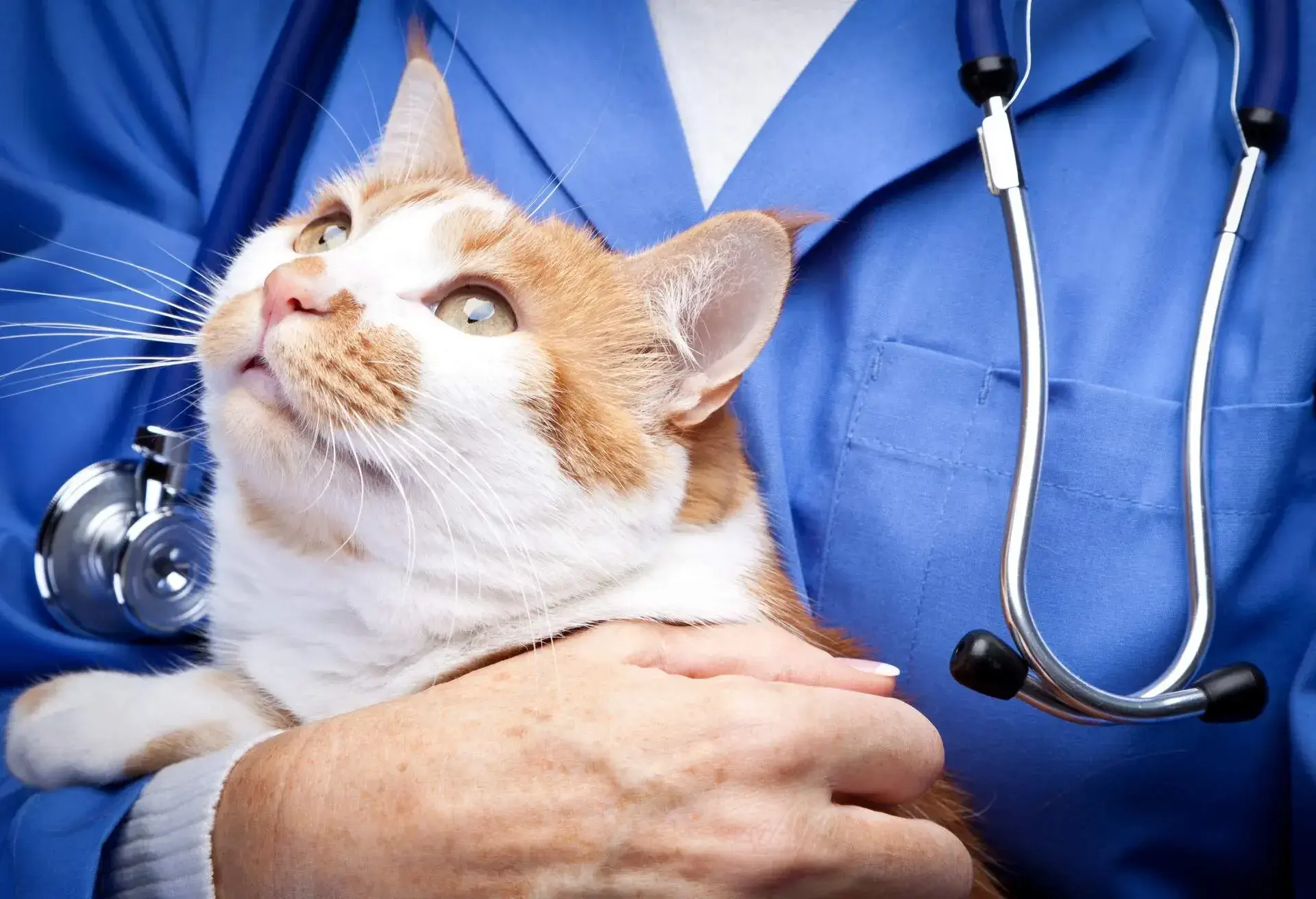 THEME_ANIMAL_CAT_VET_GettyImages-155282281
