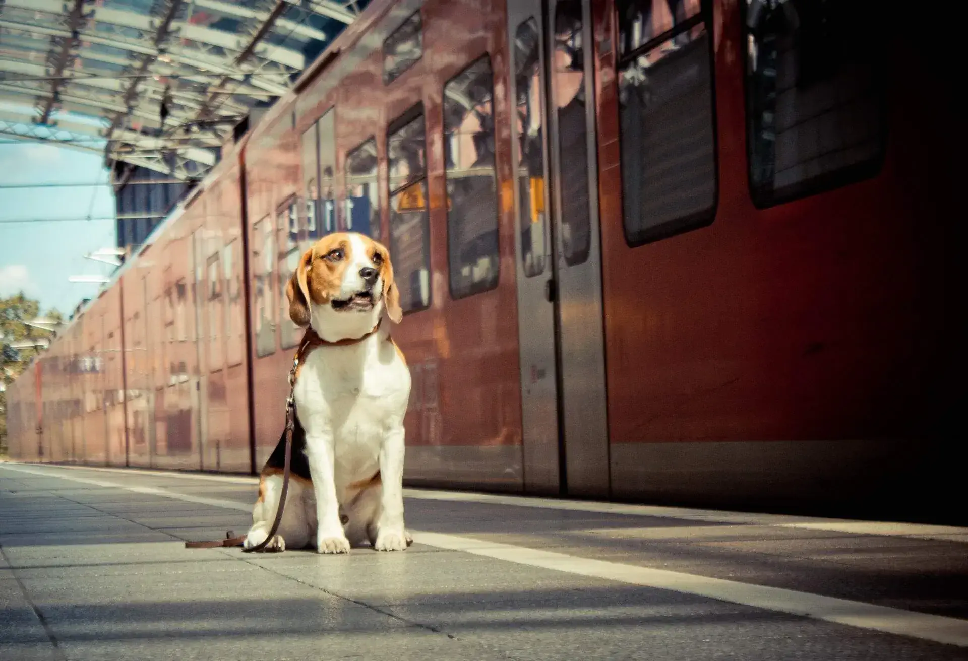 THEME_ANIMAL_DOG_TRAIN_STATION_GettyImages-152876366