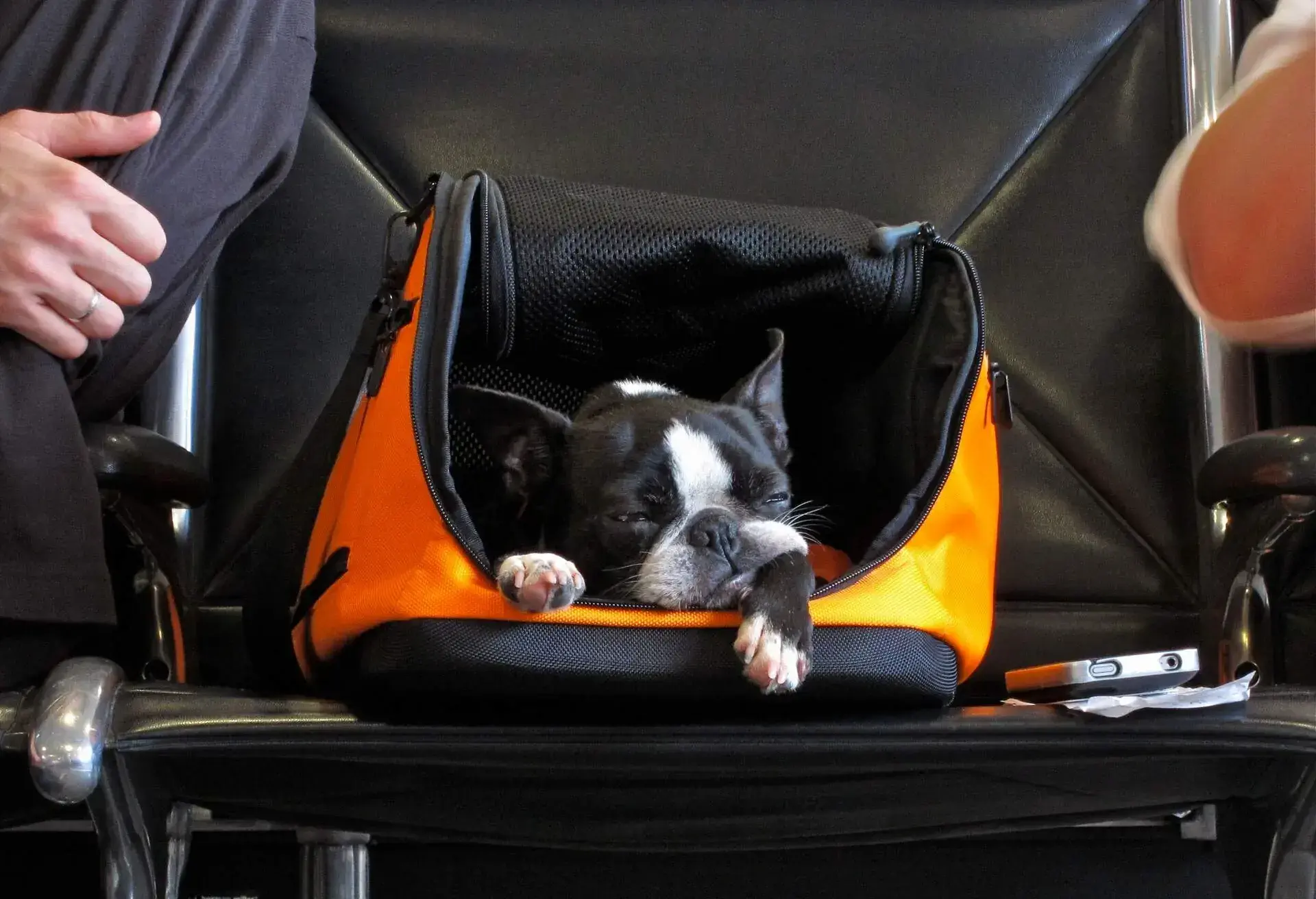 THEME_FLIGHT_PETS_GettyImages-150792107