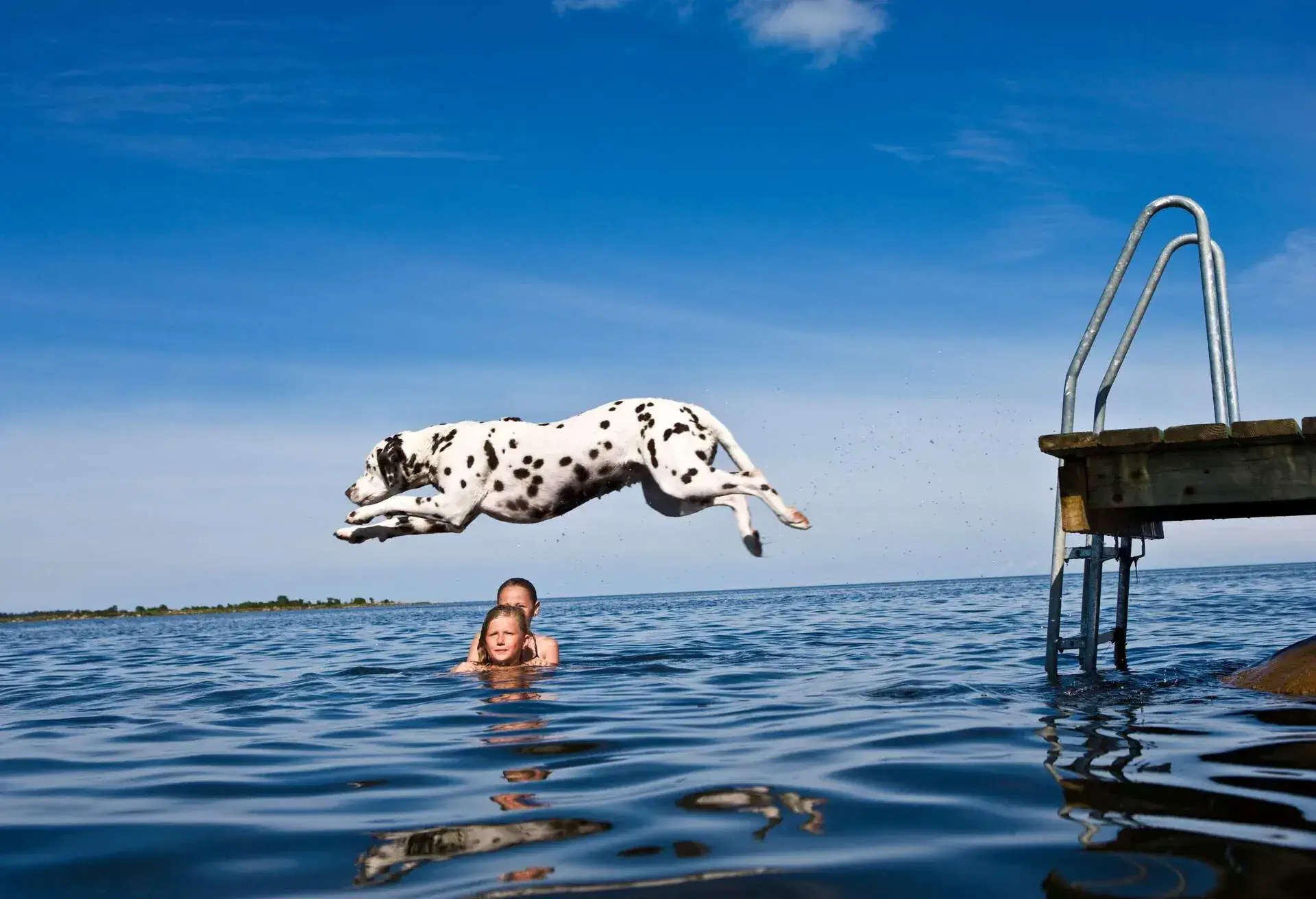 THEME_PEOPLE_ANIMAL_DOG_JUMPING_LAKE_SWIMMING_GettyImages-82259581