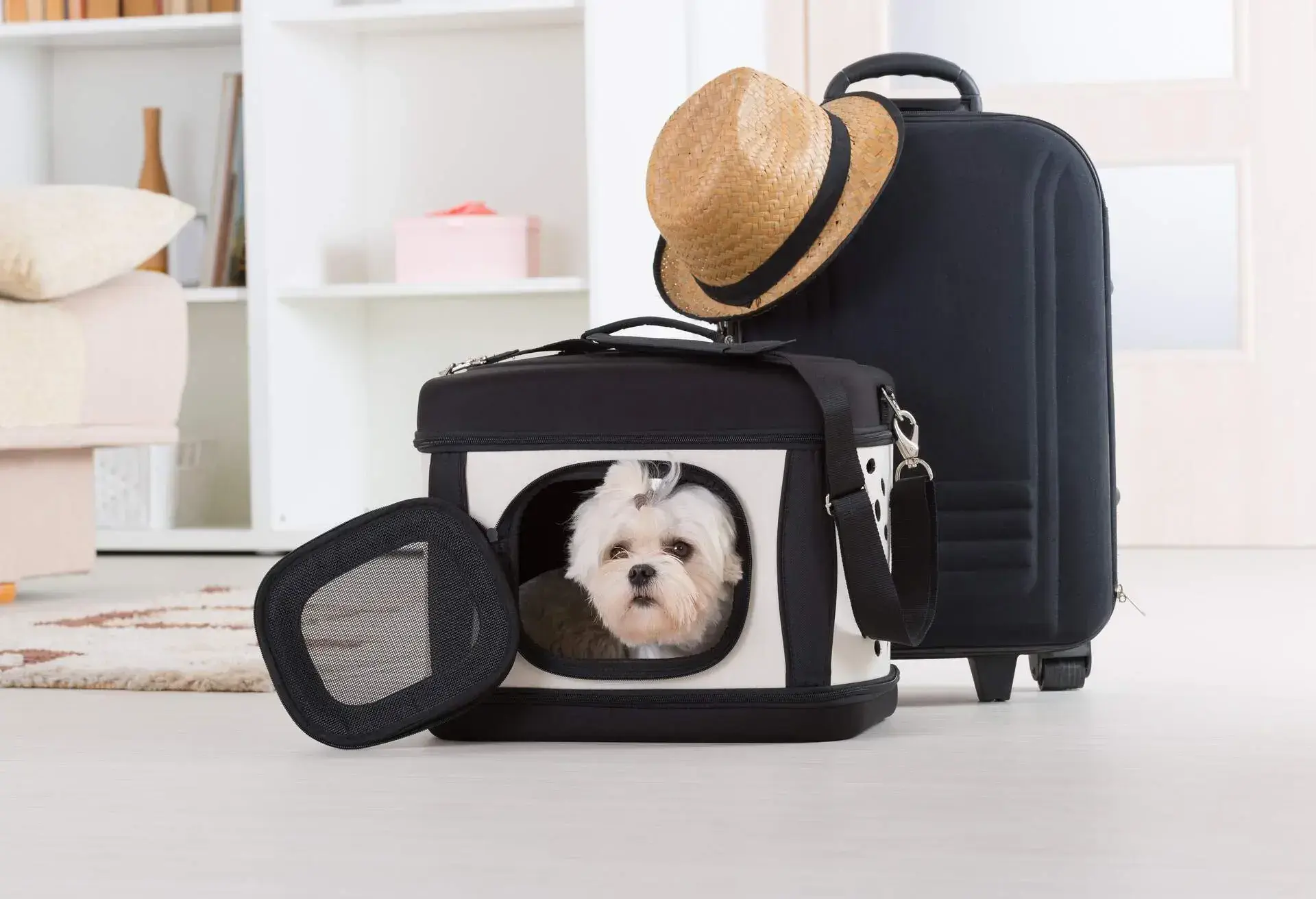 THEME_TRAVEL_PETS_DOGS_GettyImages