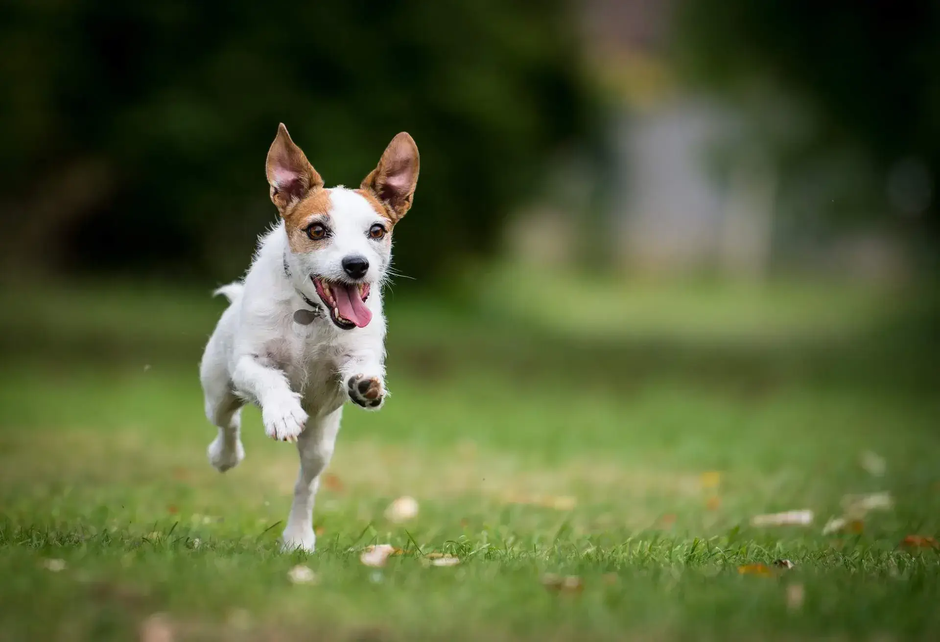 THEME_ANIMAL_DOG_RUNNING_GettyImages-908007556