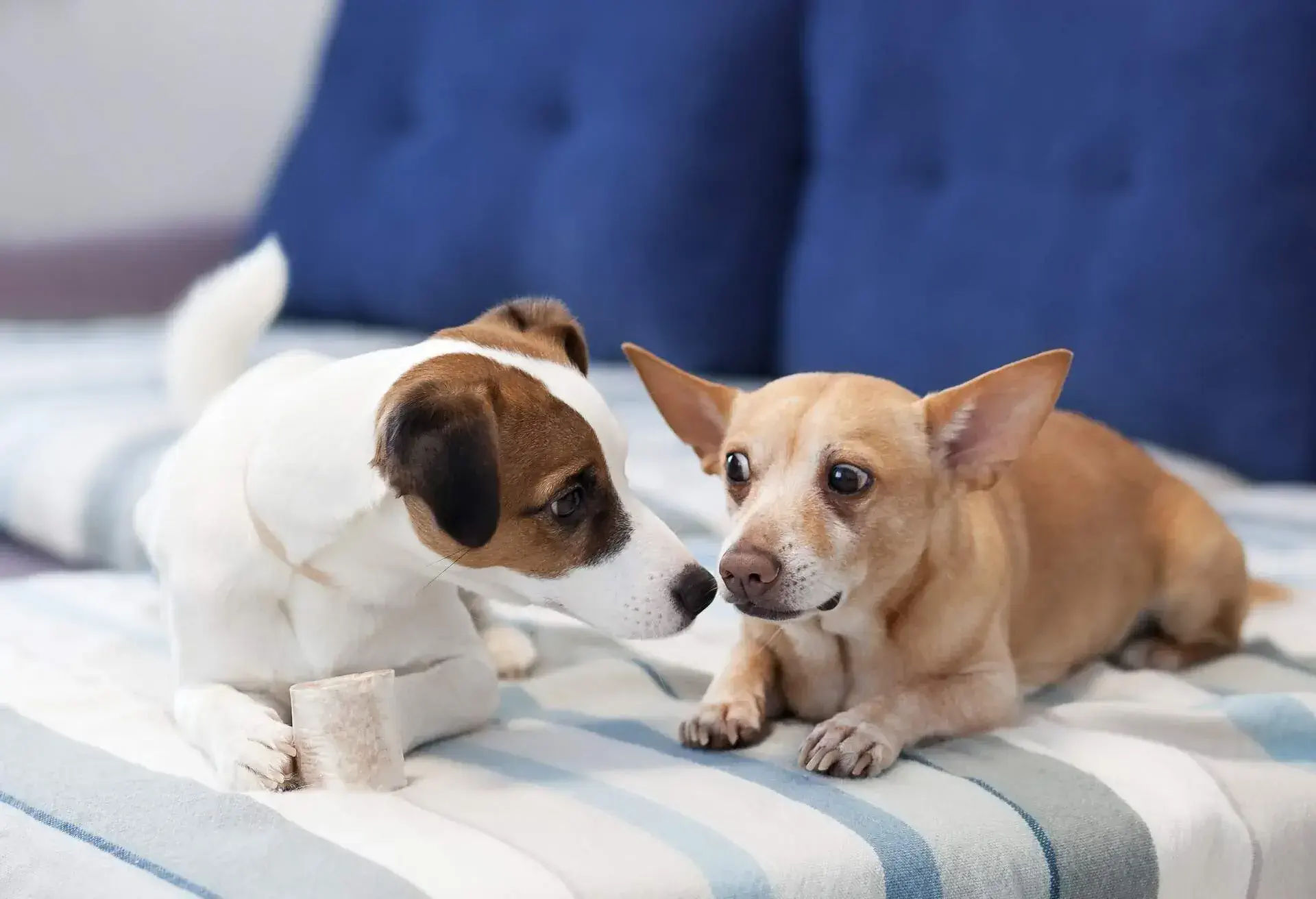 THEME_ANIMAL_DOGS_PET-FRIENDLY_GettyImages-1204581819