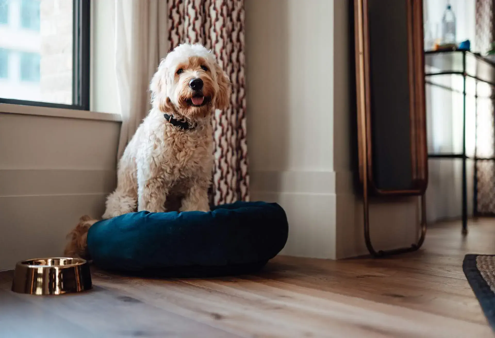 THEME_PETS_DOG_TRAVEL_HOTEL_RENTAL_GettyImages