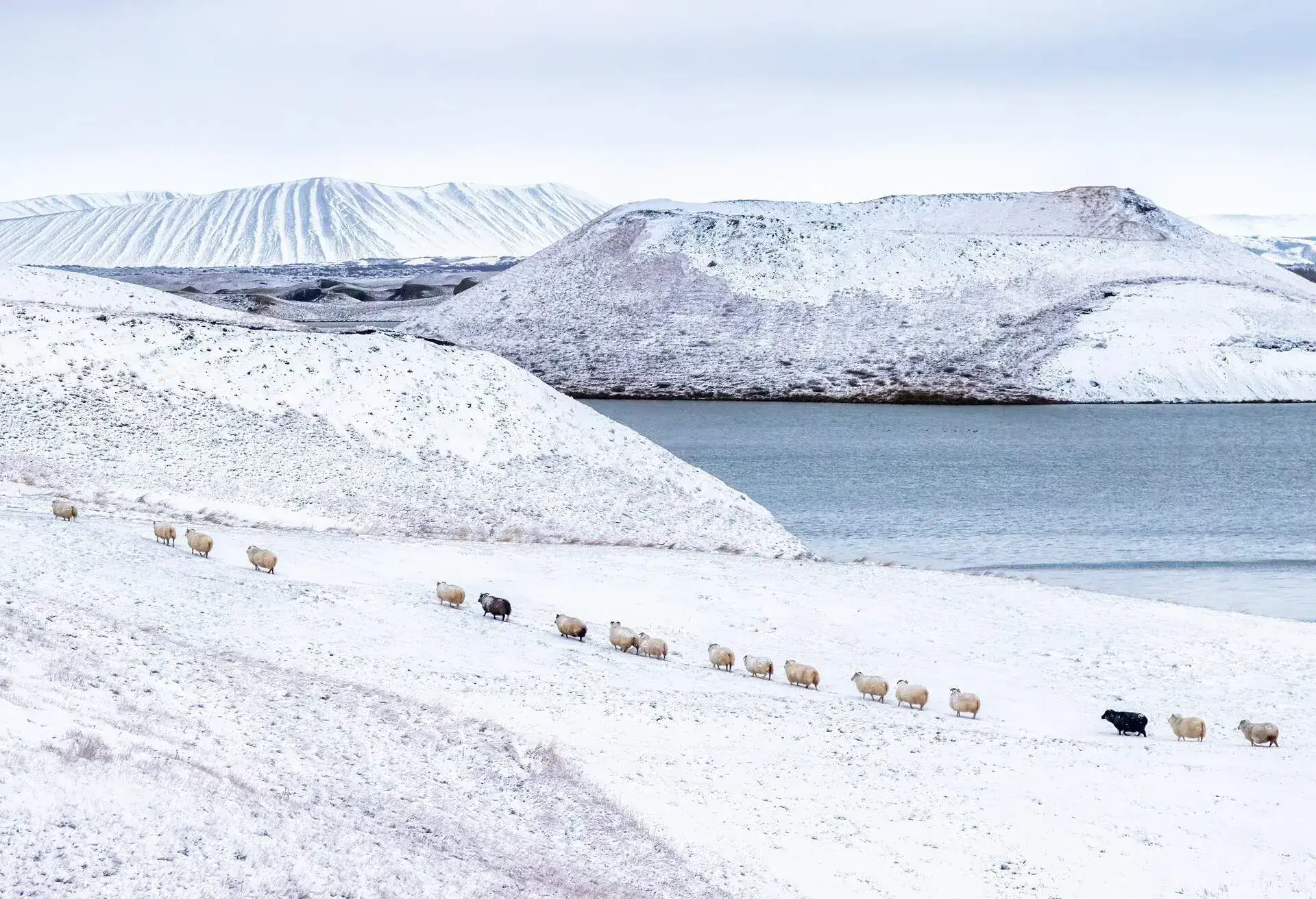 A line of Icelandic sheep walk through the snow covered land at Lake Myvatn, Northern Iceland. Dormant volcanic craters can be seen in the background.