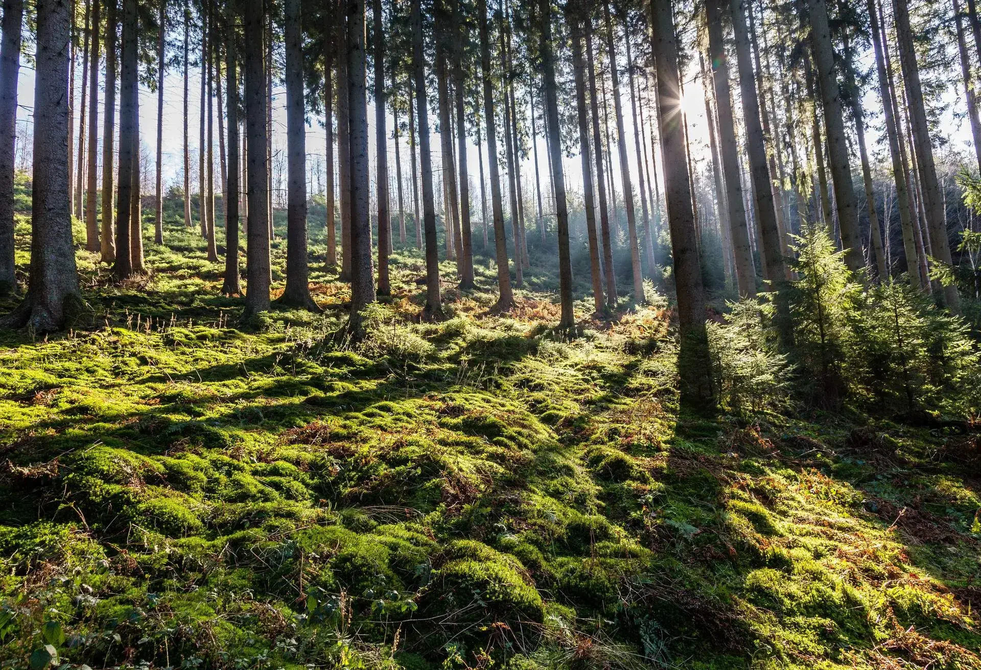 Sunbeam through a coniferous forest, Ardennes, Luxembourg Province, Wallonia, Belgium