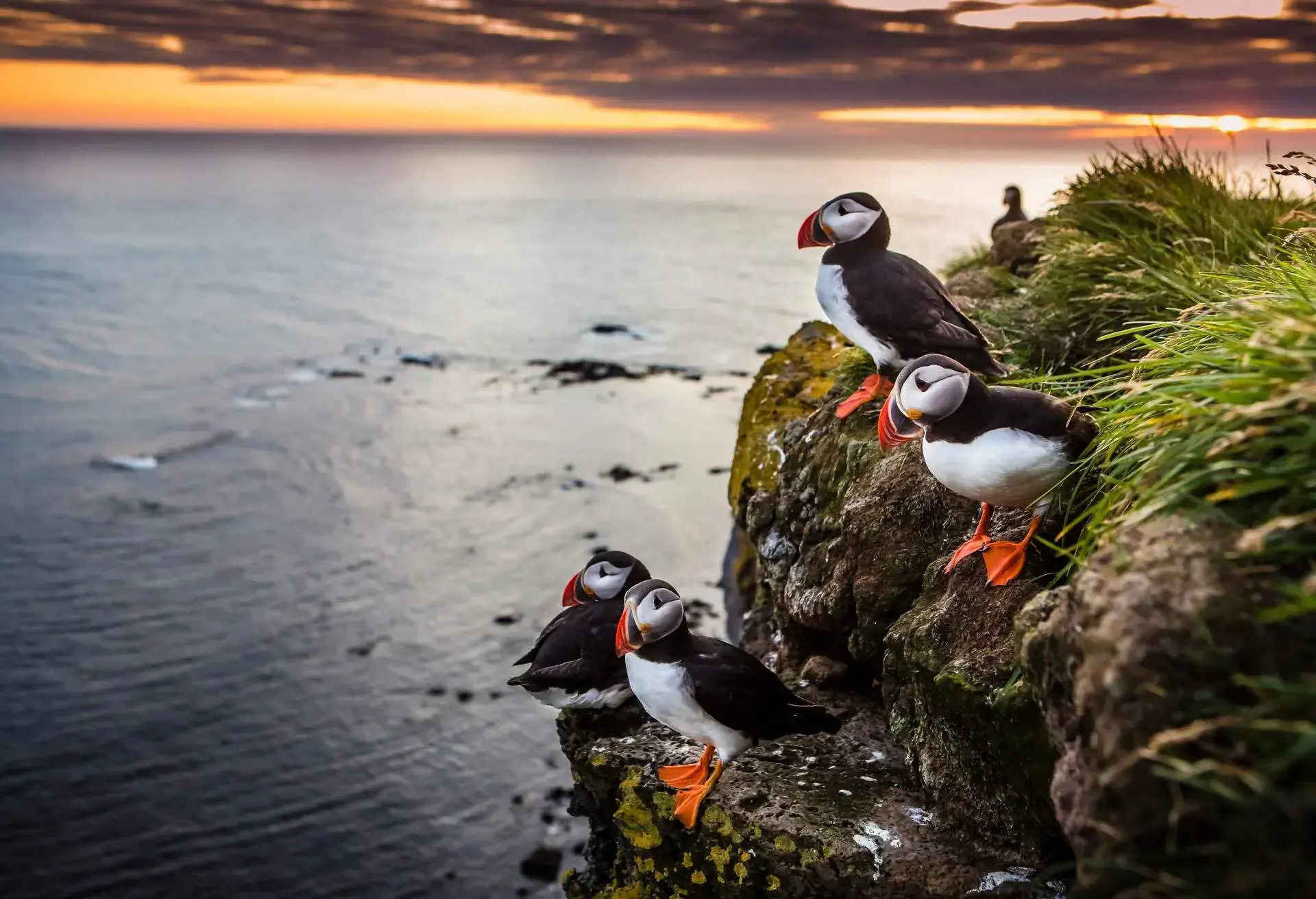 A group of puffins in the top of a cliff at sunset