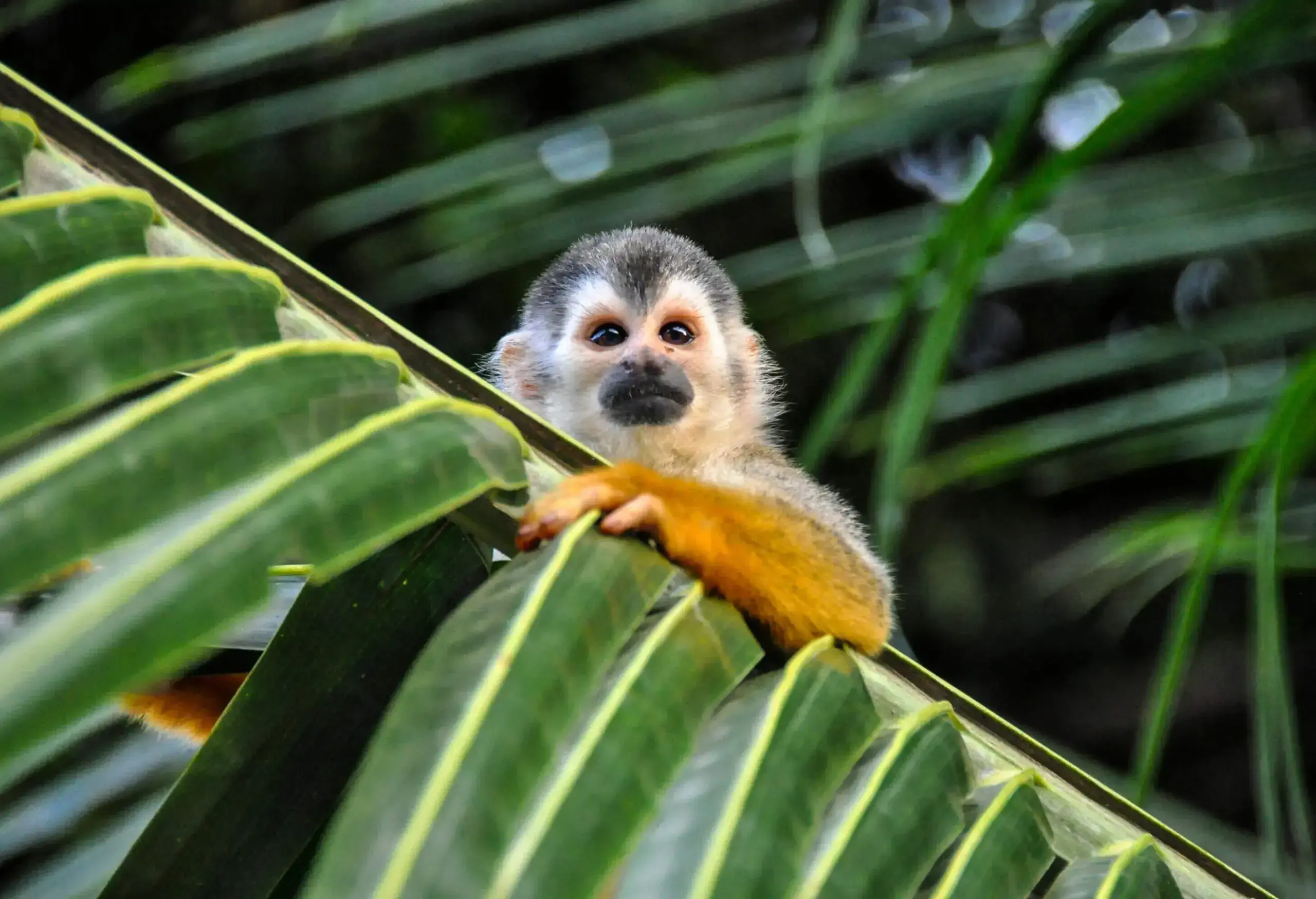 A monkey rests on a palm leaf.