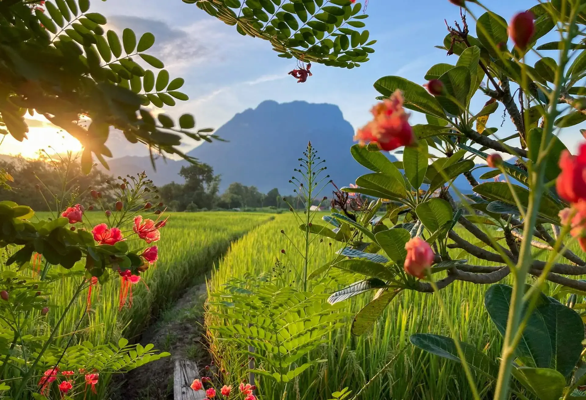 The famous tourist attraction, Doi Luang Mountain at Chiang Dao in Thailand's Chiang Mai Province rises above fertile fields. This mountain is Thailand's third highest rising over 2,000 meters above sea level, it is also known as one of the most beautiful mountains in the Kingdom. The mountain is well-known for its extensive network of caves within the limestone, known as Chiang Dao Cave.