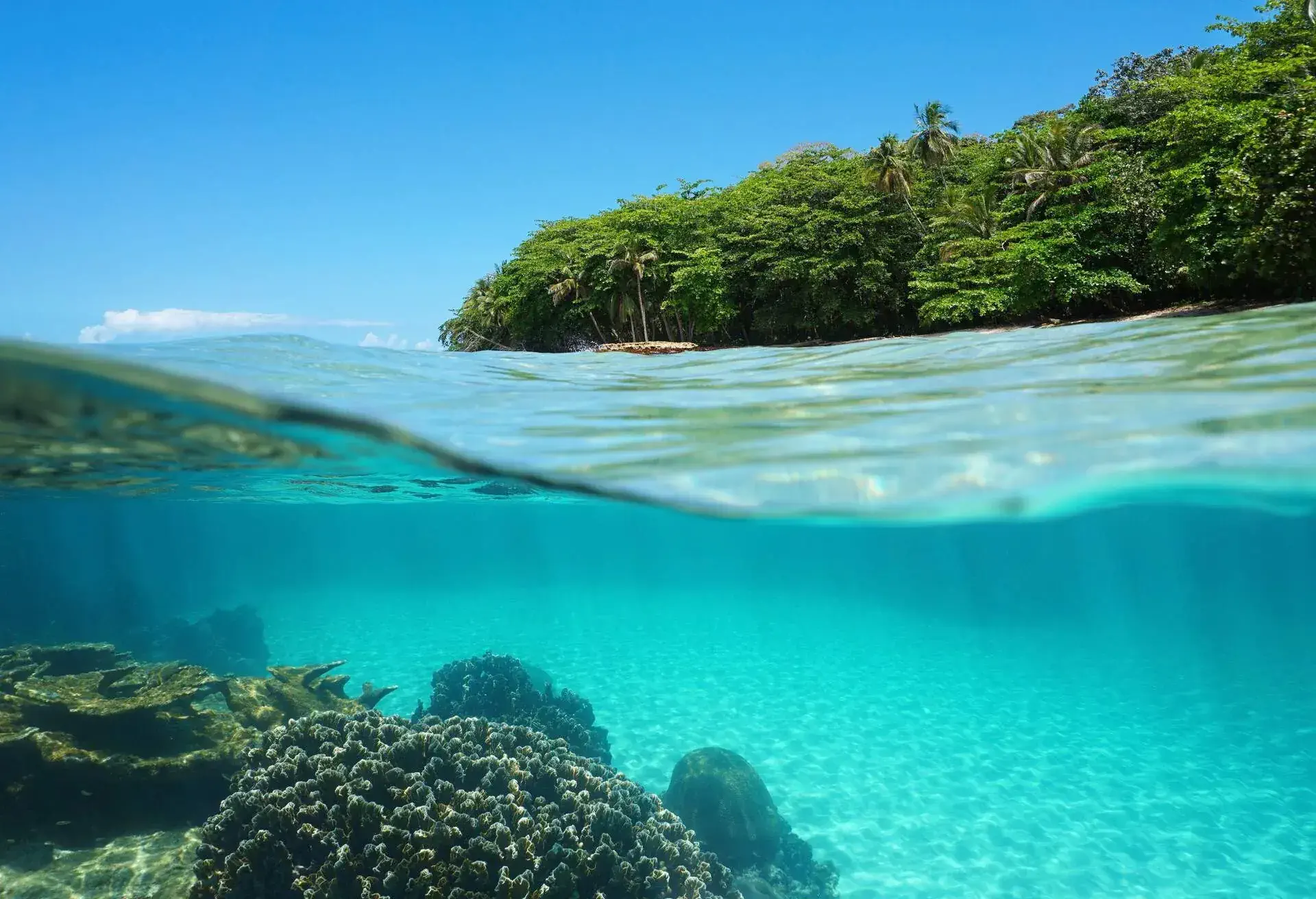 Split view over and under sea surface with lush tropical shore above waterline and corals with sand underwater, Caribbean, Puerto Viejo, Costa Rica