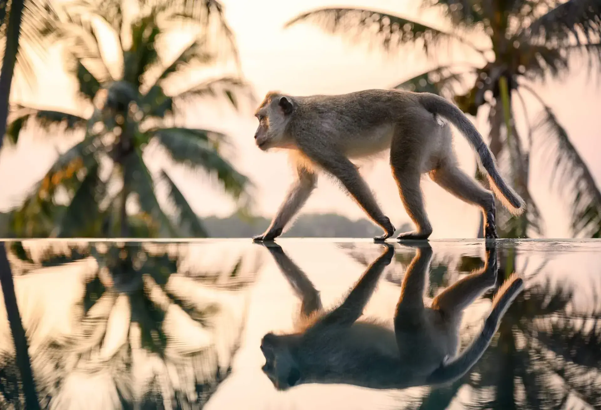 Monkey walking over the edge of an infinity pool at sunset. Nikon Z7. Converted from RAW.