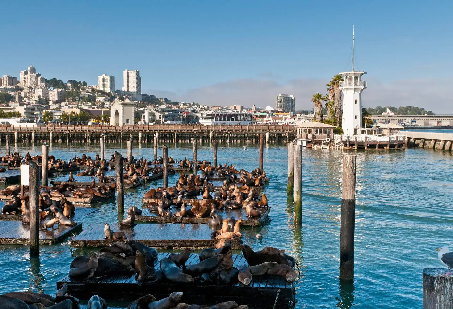 DEST_USA_CALIFORNIA_SAN-FRANCISCO_FISHERMAN'S-WHARF_THEME_ANIMAL_SEA-LIONS_GettyImages-157637752