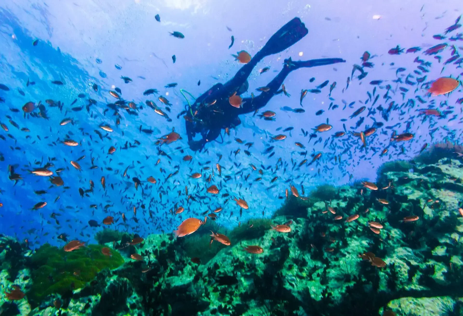 Scuba Diver on coral reef in clear blue water, Diving at South West Pinnacle on Koh Tao, Thailand