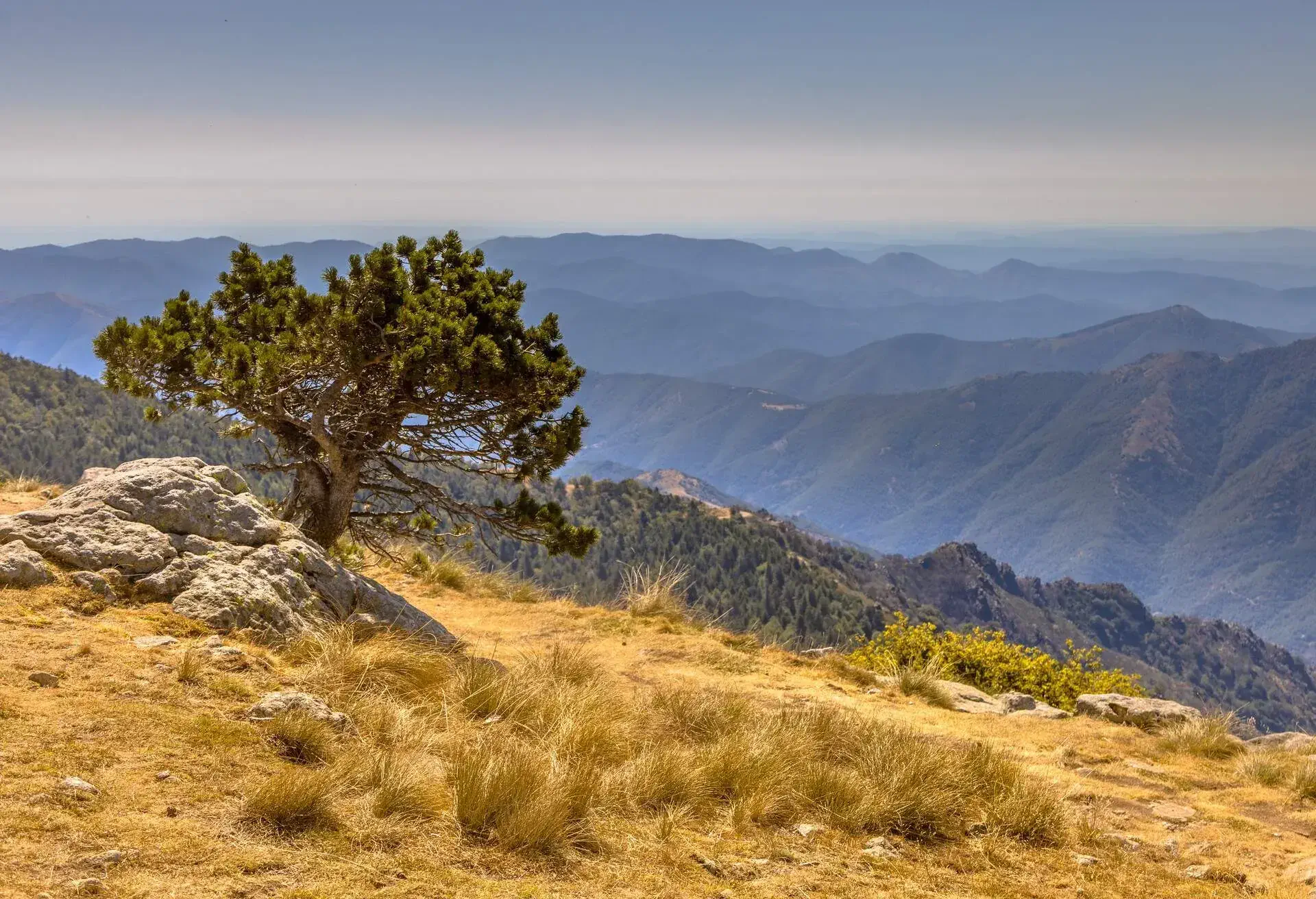 Sunny day over tree with blue sky in highland landscape on Mont Aigoual, Occitanie, France