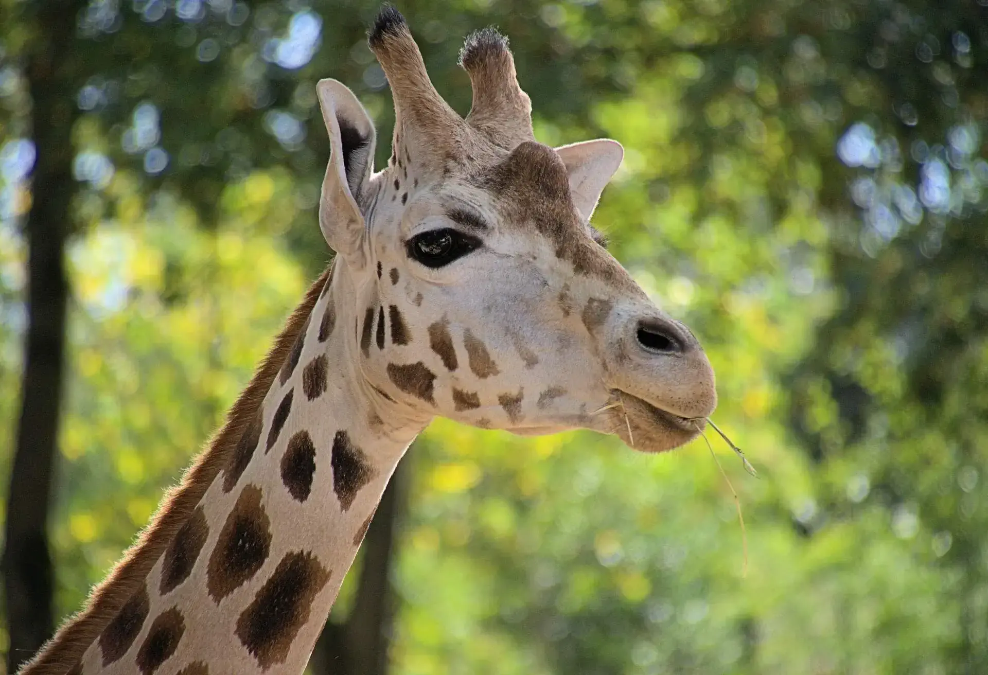 Giraffe in zoo