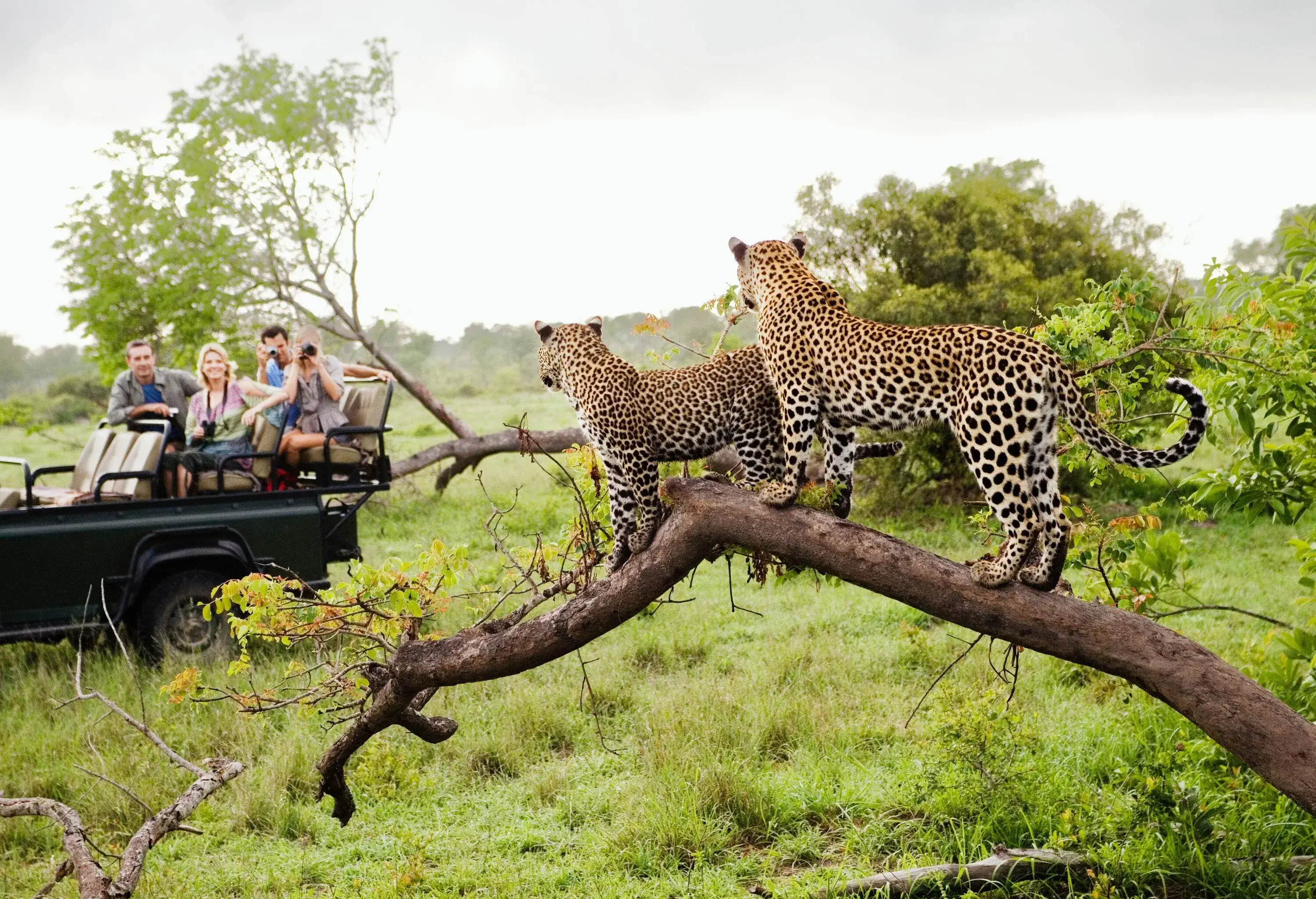 Four people riding on the back of a 4×4 truck, with two of them taking a photo of two leopards perched on a tree branch.