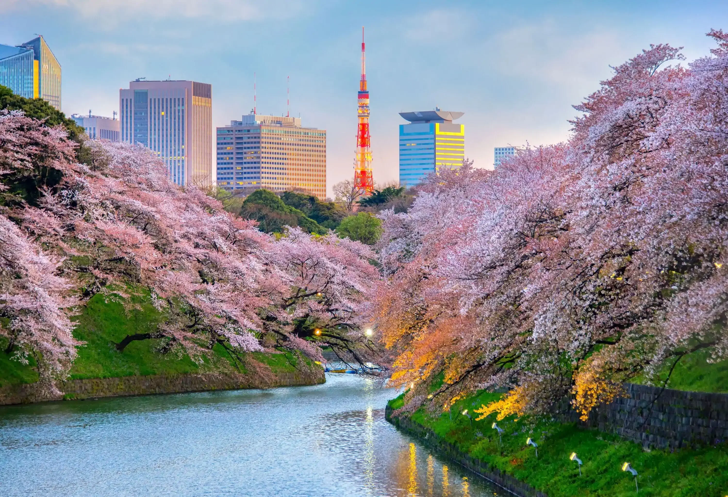 Chidorigafuchi park during the spring season this area is popular sakura spot at Tokyo, Japan.