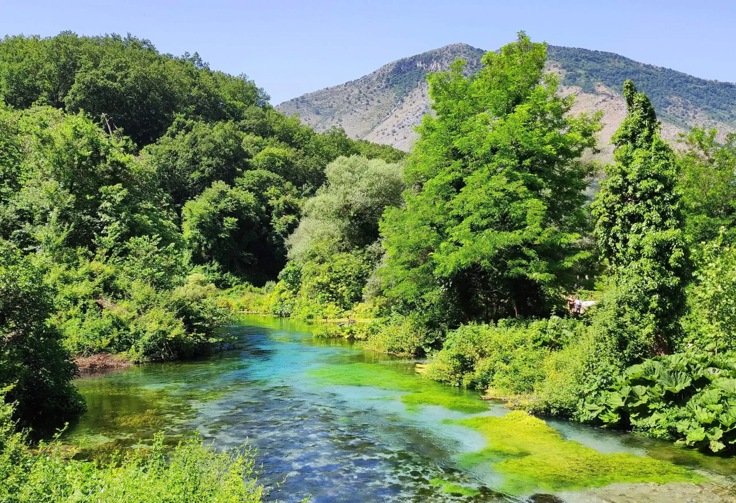 A calm spring across a densely forested area.