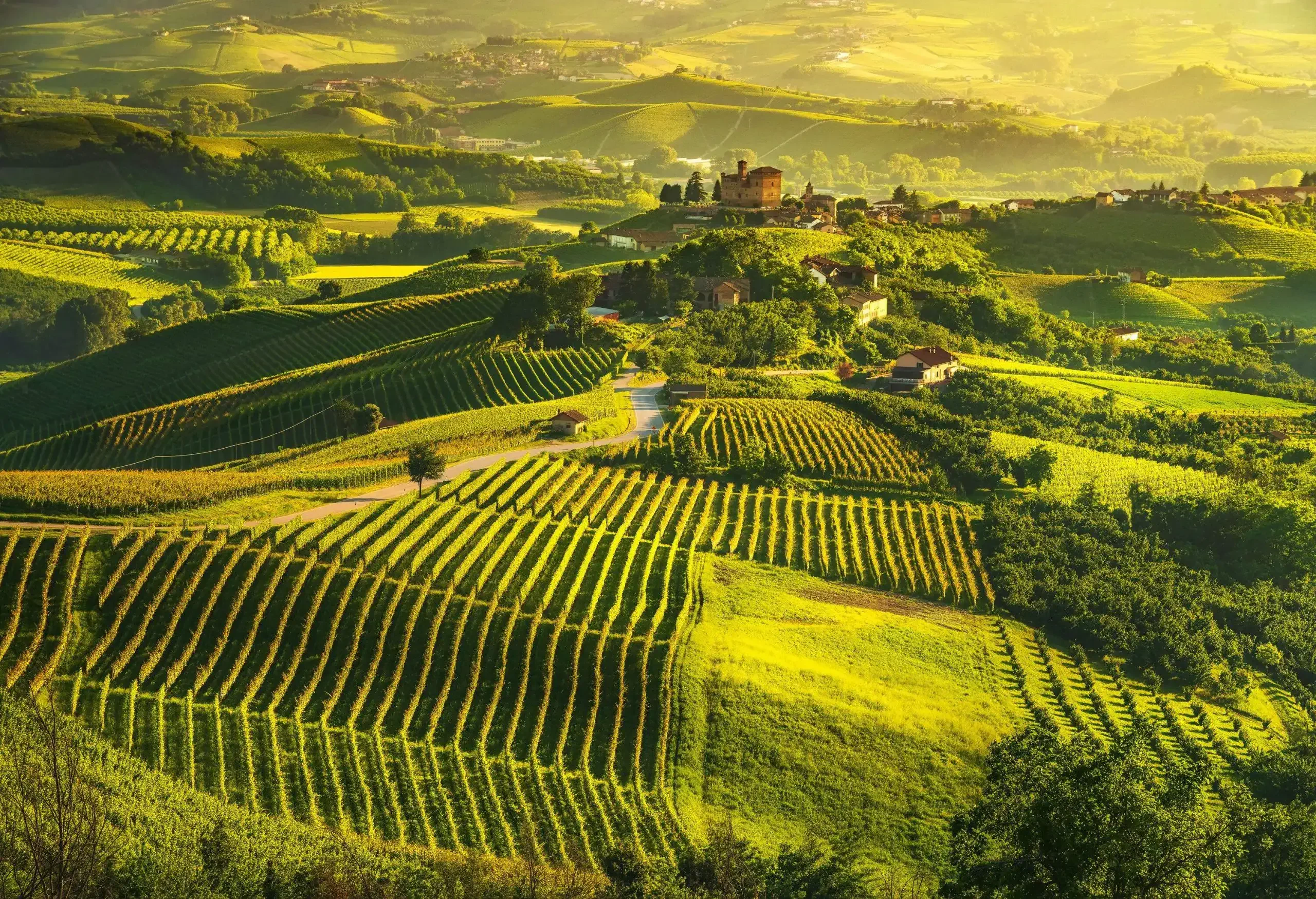Lush, sunlit vineyards in a hilly area dotted with few houses.