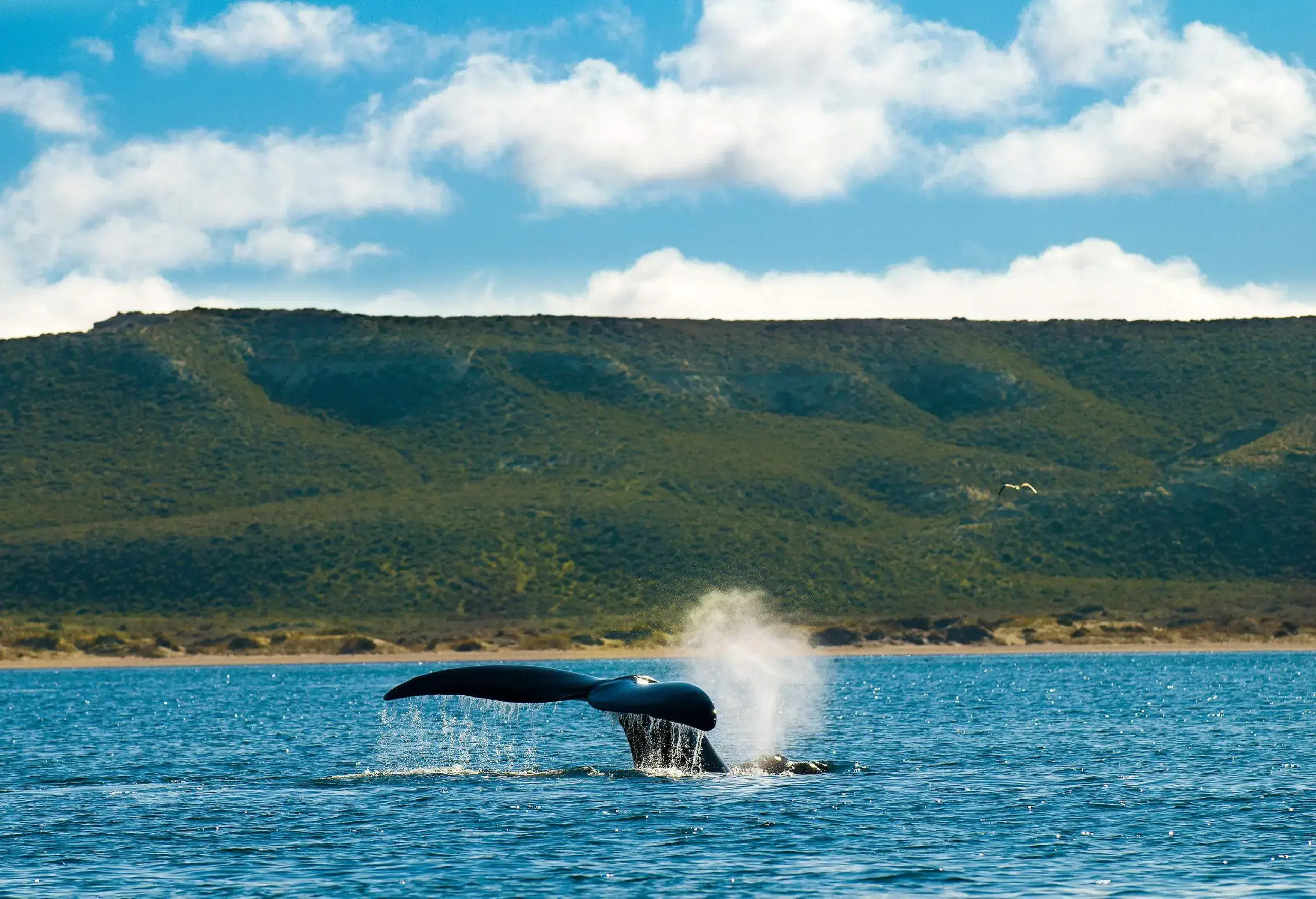 A whale's tail emerges from the surface of the ocean.
