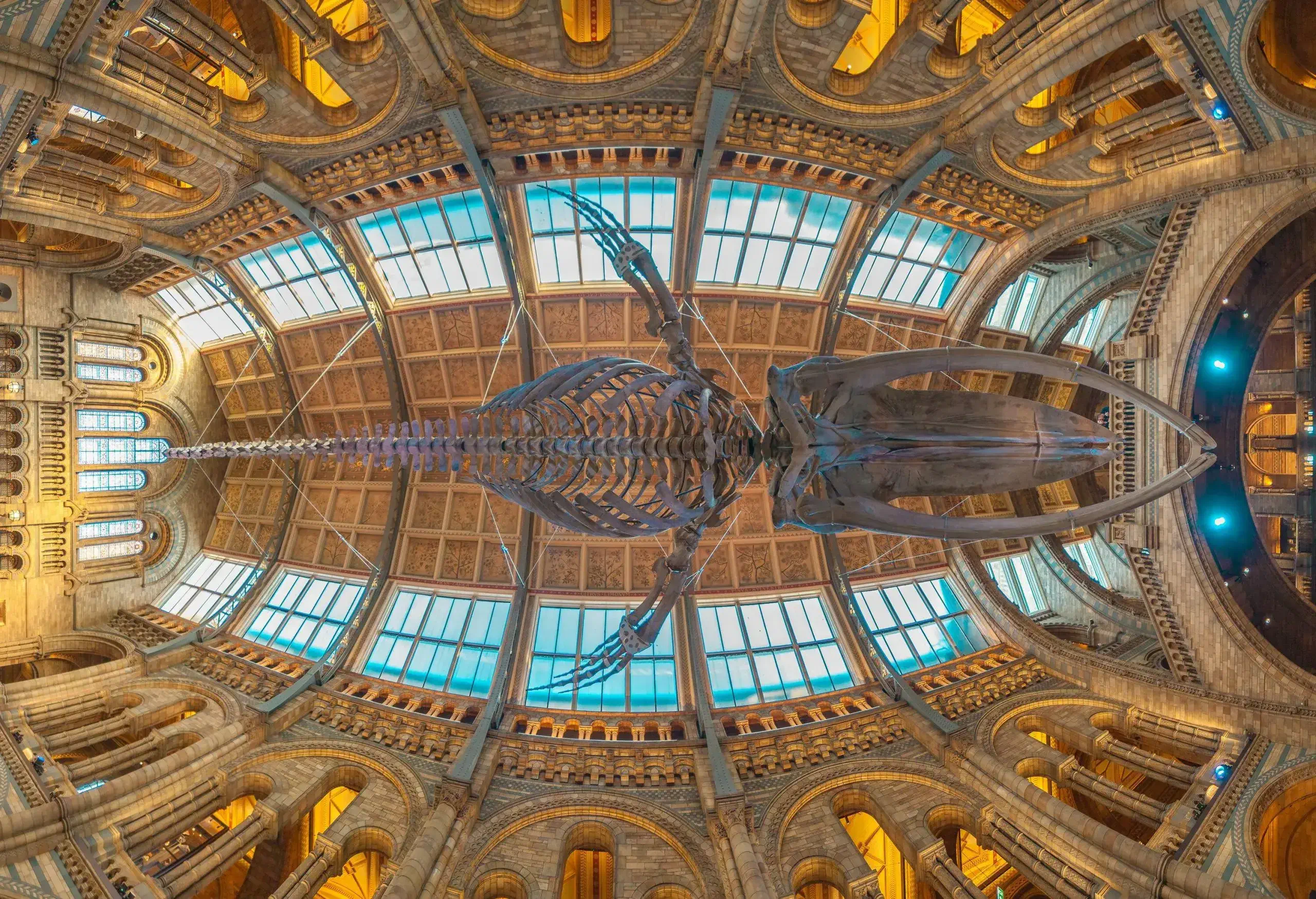Bones of a blue whale hang in the centre of a museum with a glass ceiling and pillared balconies.