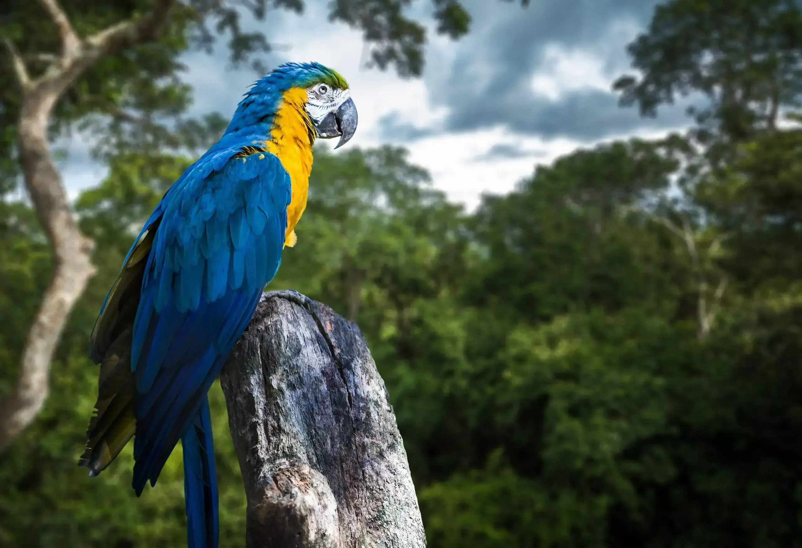 A blue and yellow parrot rests on a tree branch in a forest.