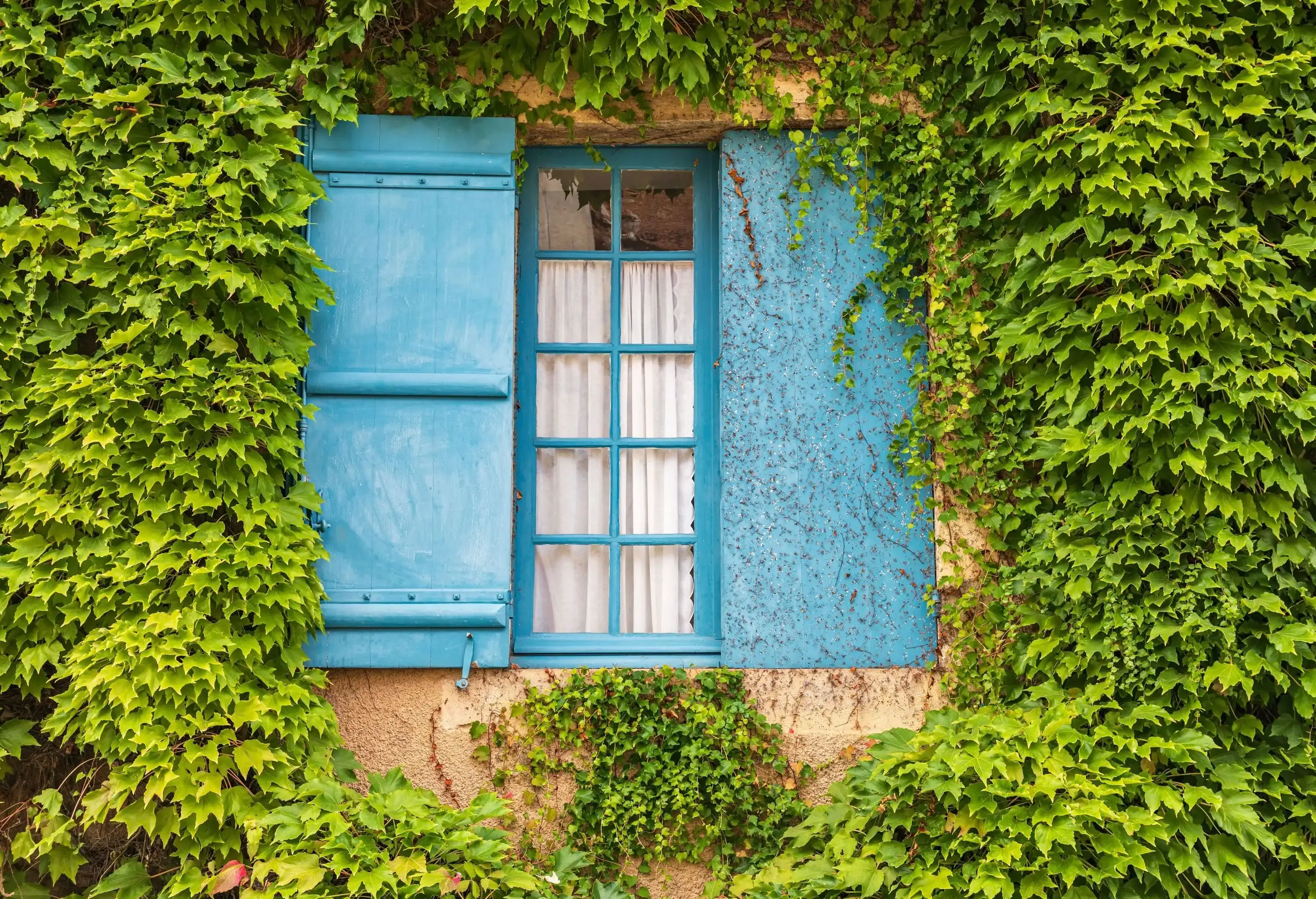 A blue-painted wooden shuttered window is surrounded by an ivy-covered wall.