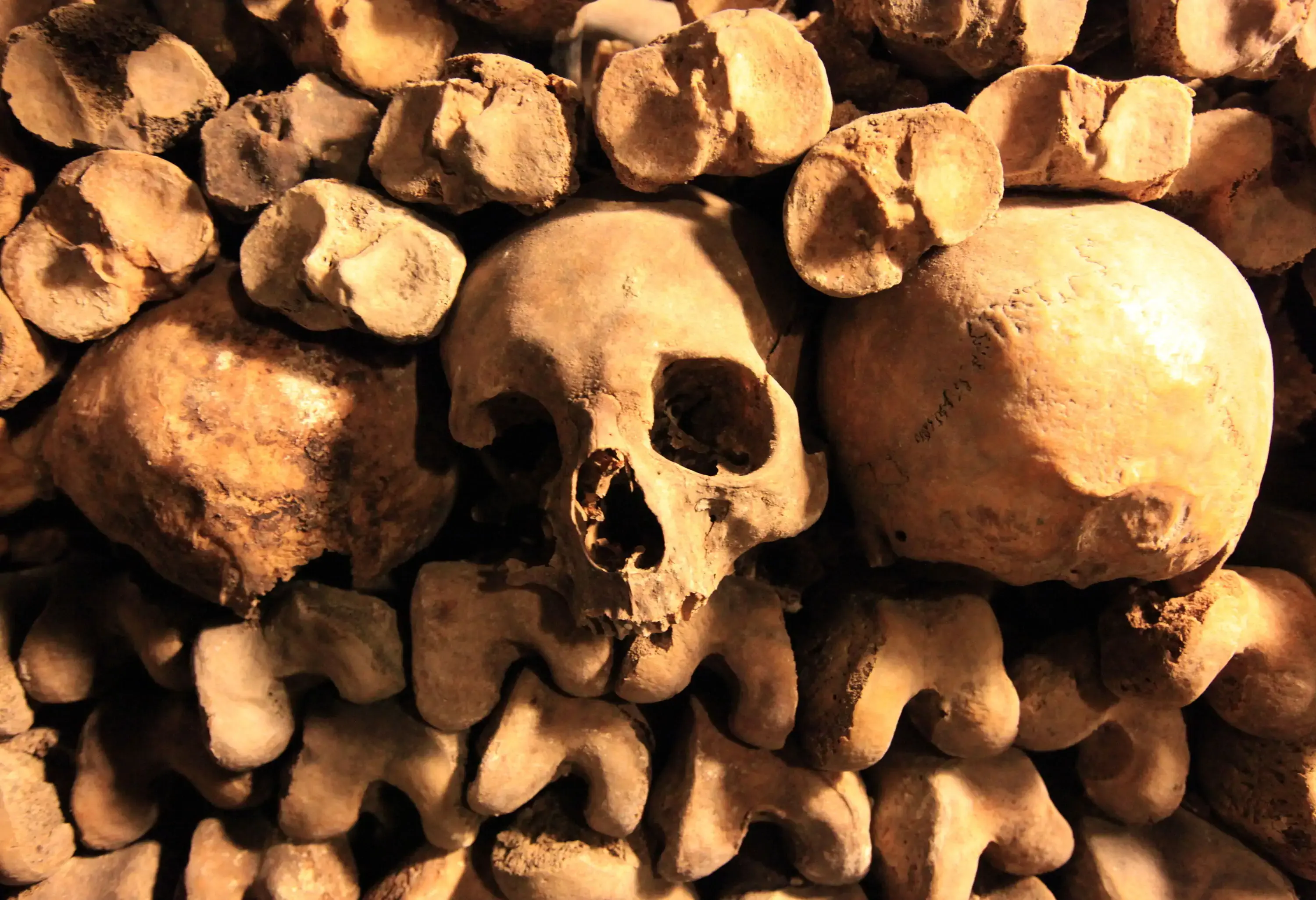 Portrait of human skulls and bones.